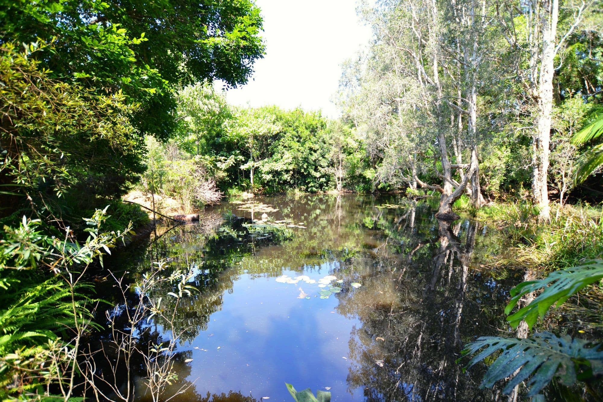 118 OLD PALMWOODS Road, Woombye, Woombye - Thumbnail 7