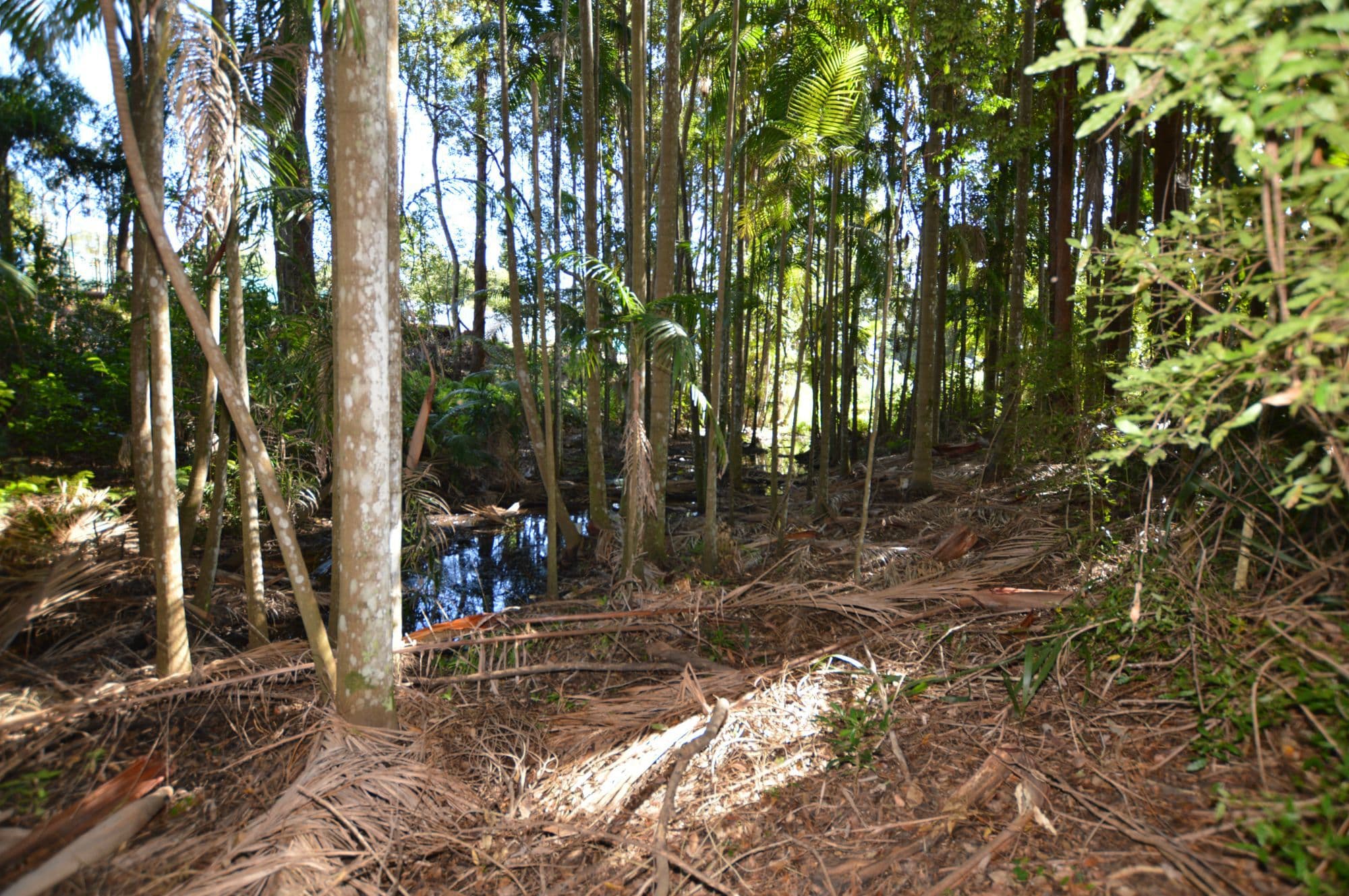50 Chevallum Road, Palmwoods, Palmwoods - Thumbnail 4