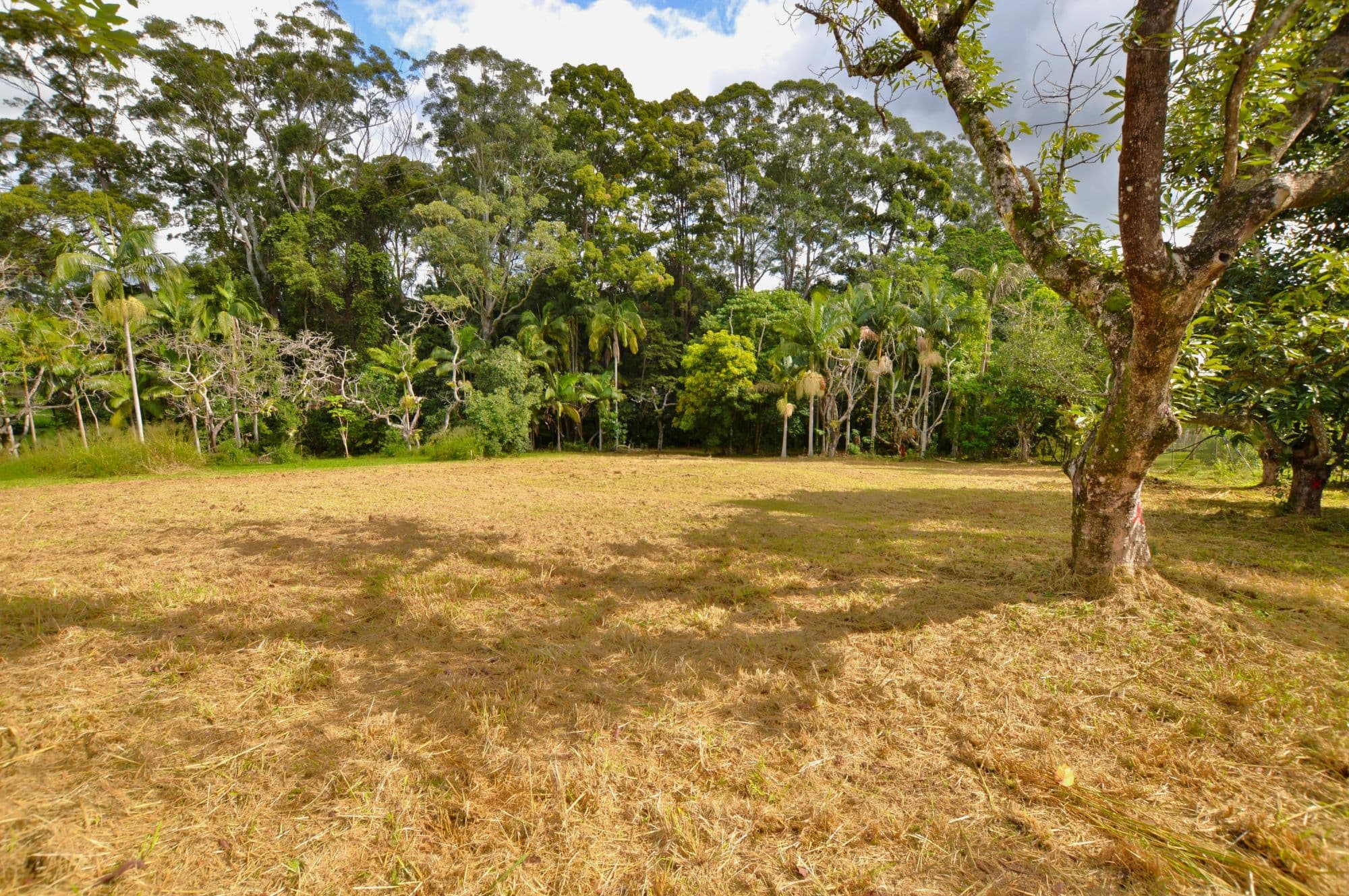50 Chevallum Road, Palmwoods, Palmwoods - Image 1