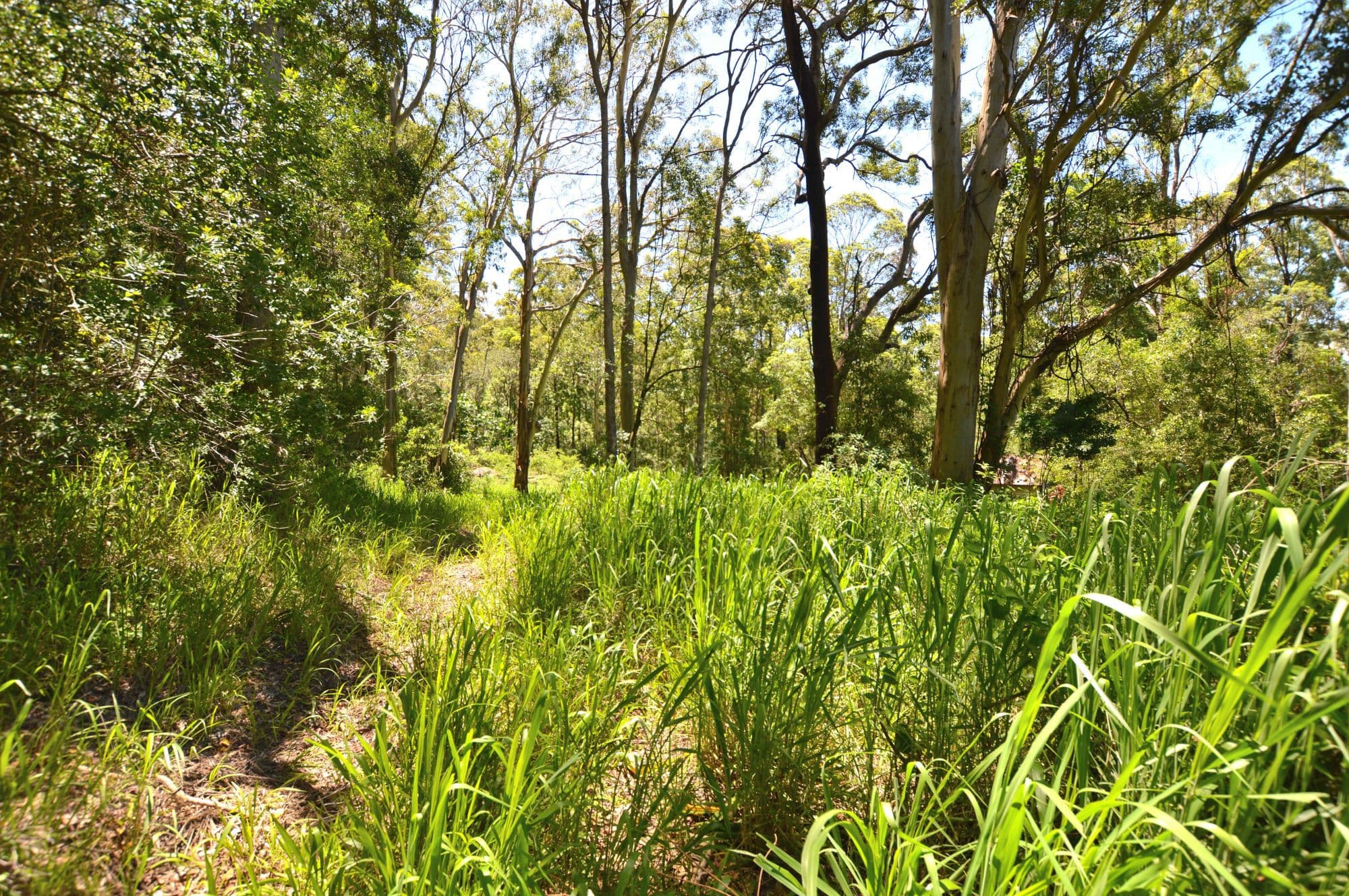 Lot 2 81 Barsons Road, Montville, Montville - Thumbnail 4