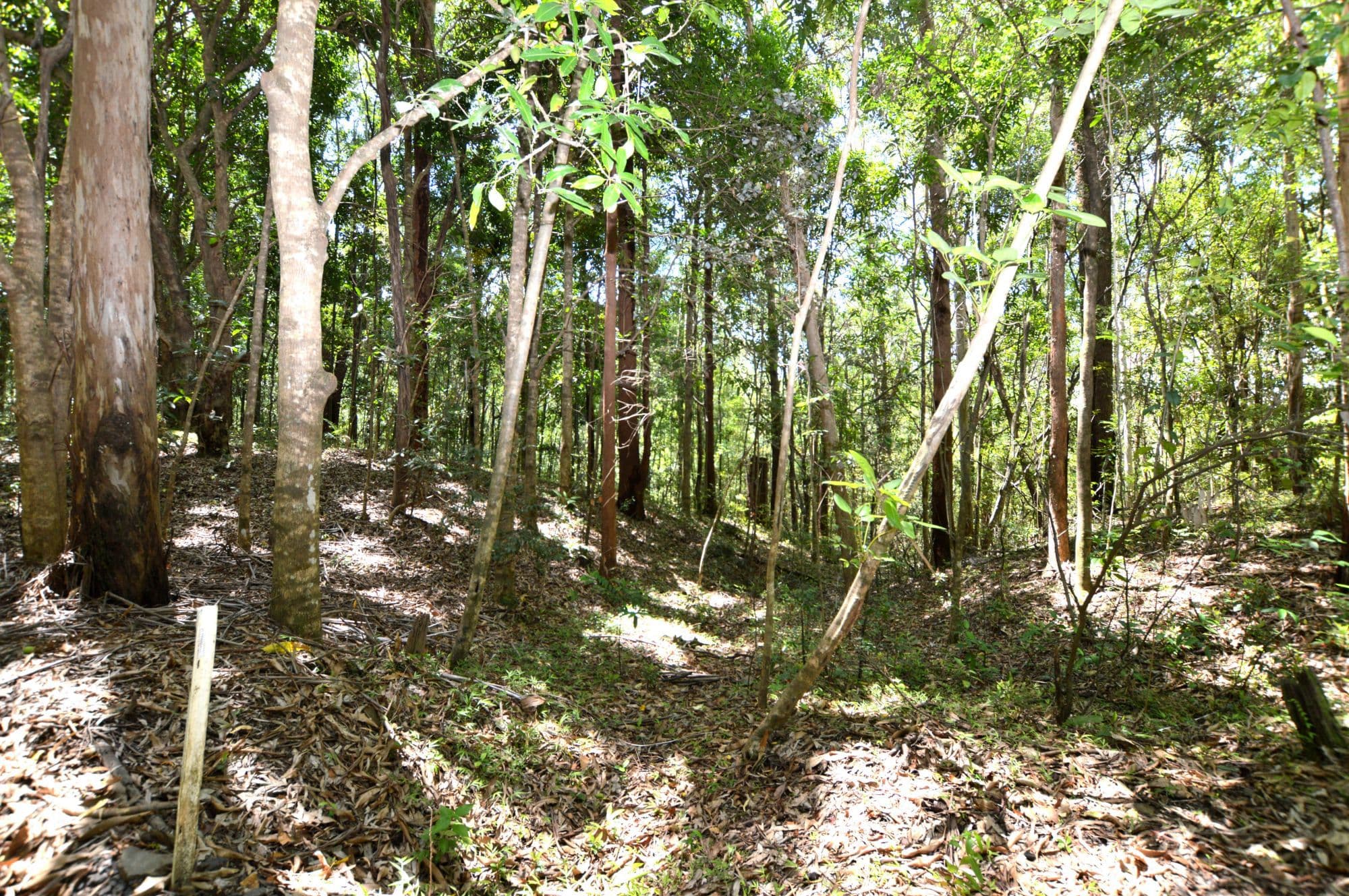 Lot 2 81 Barsons Road, Montville, Montville - Thumbnail 6