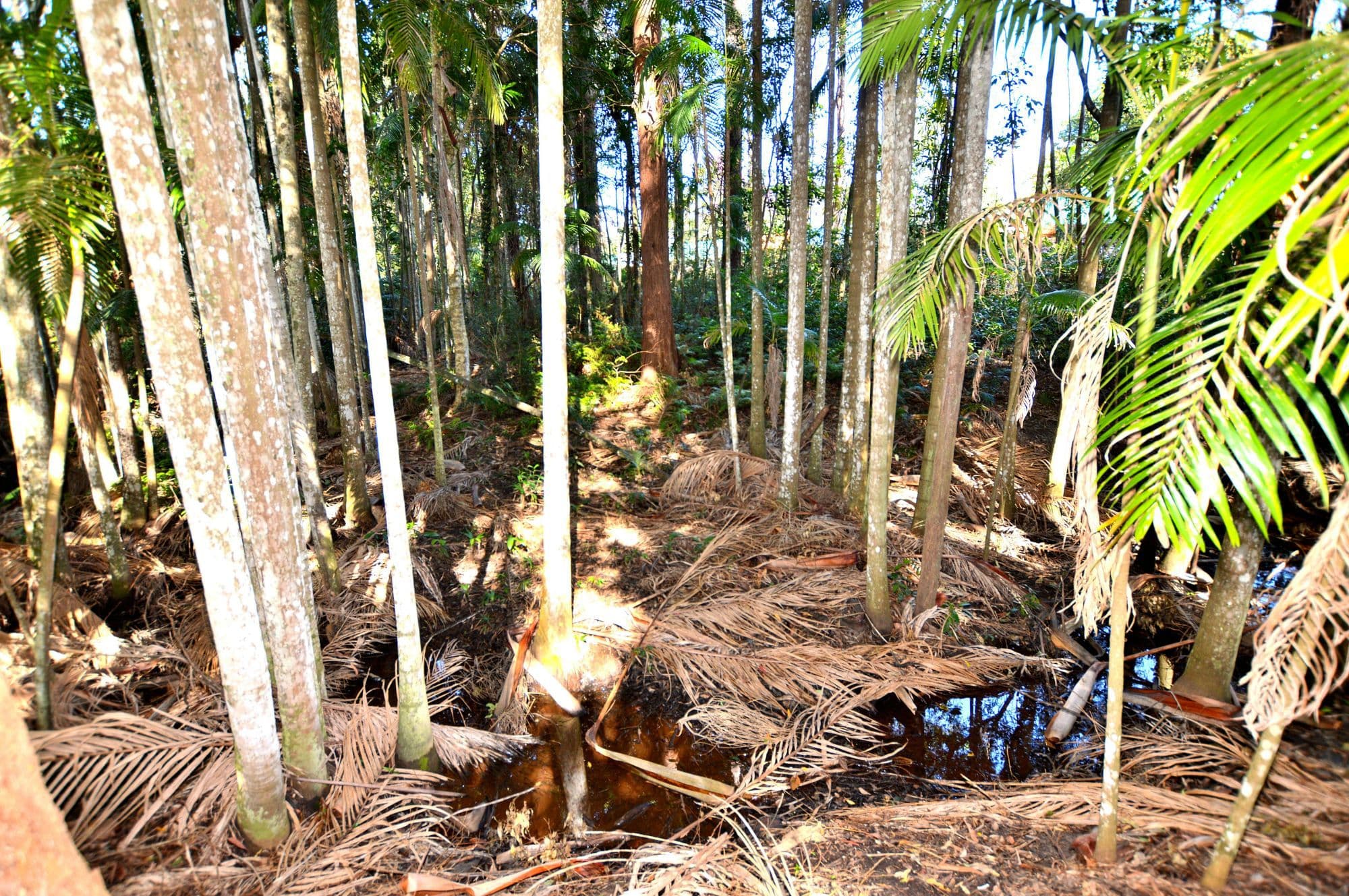 54 Chevallum Road, Palmwoods, Palmwoods - Thumbnail 2