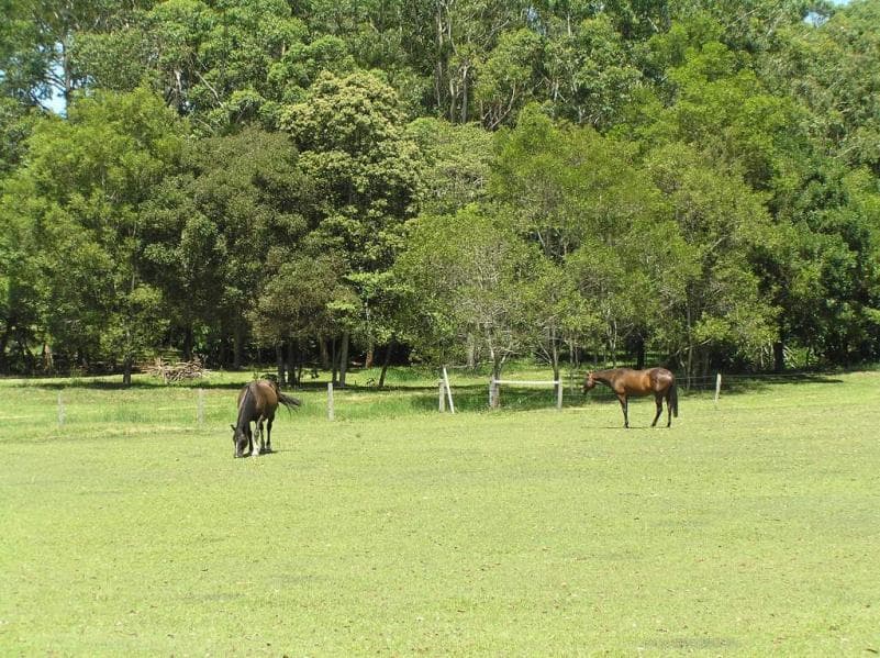 288 Old Palmwoods Road, Palmwoods, Palmwoods - Thumbnail 4