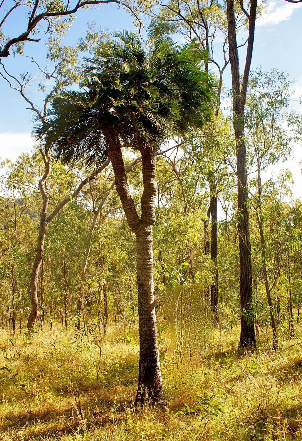 Lot 196 DAVIES Road, Captain Creek, Captain Creek - Thumbnail 5