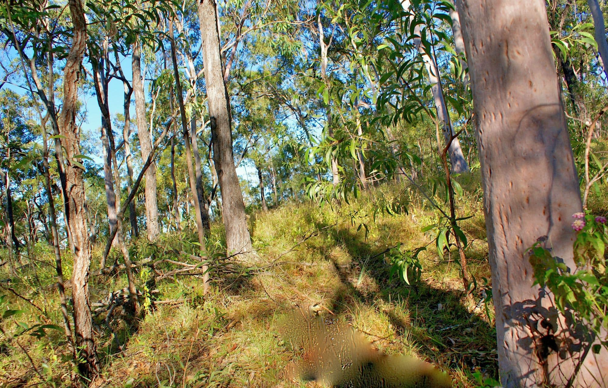 Lot 196 DAVIES Road, Captain Creek, Captain Creek - Thumbnail 6