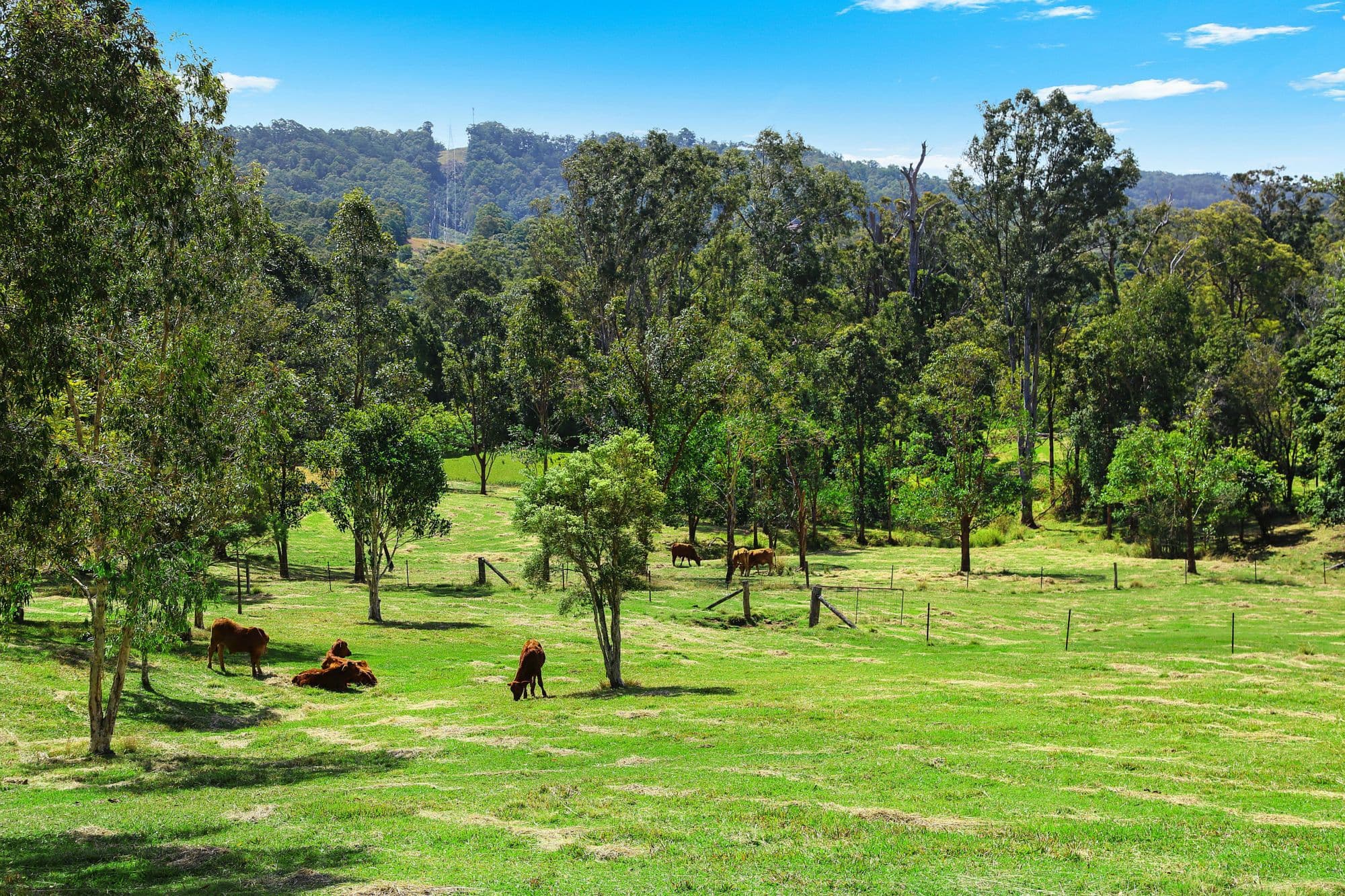 30 MacDonald Road, Palmwoods - Thumbnail 5