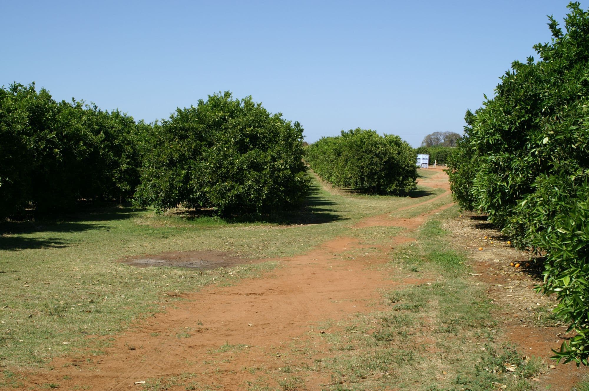 415 Fifth Street, Merbein - Thumbnail 6