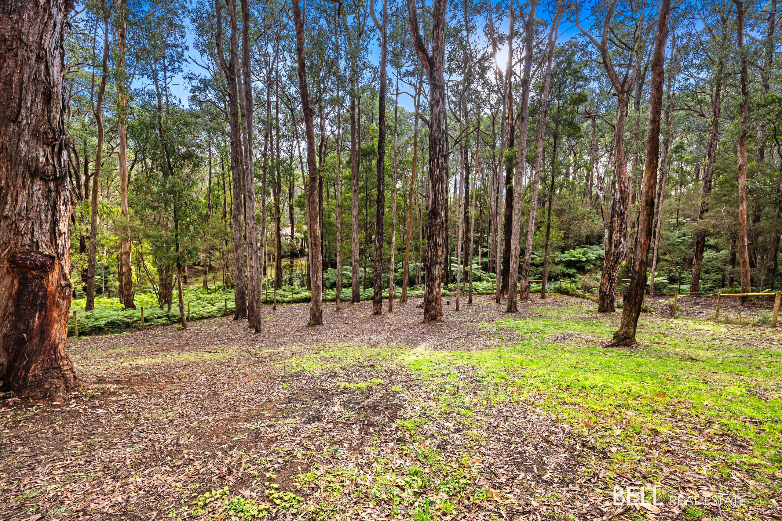 15 Lyrebird Avenue, EAST WARBURTON, East Warburton - Thumbnail 3