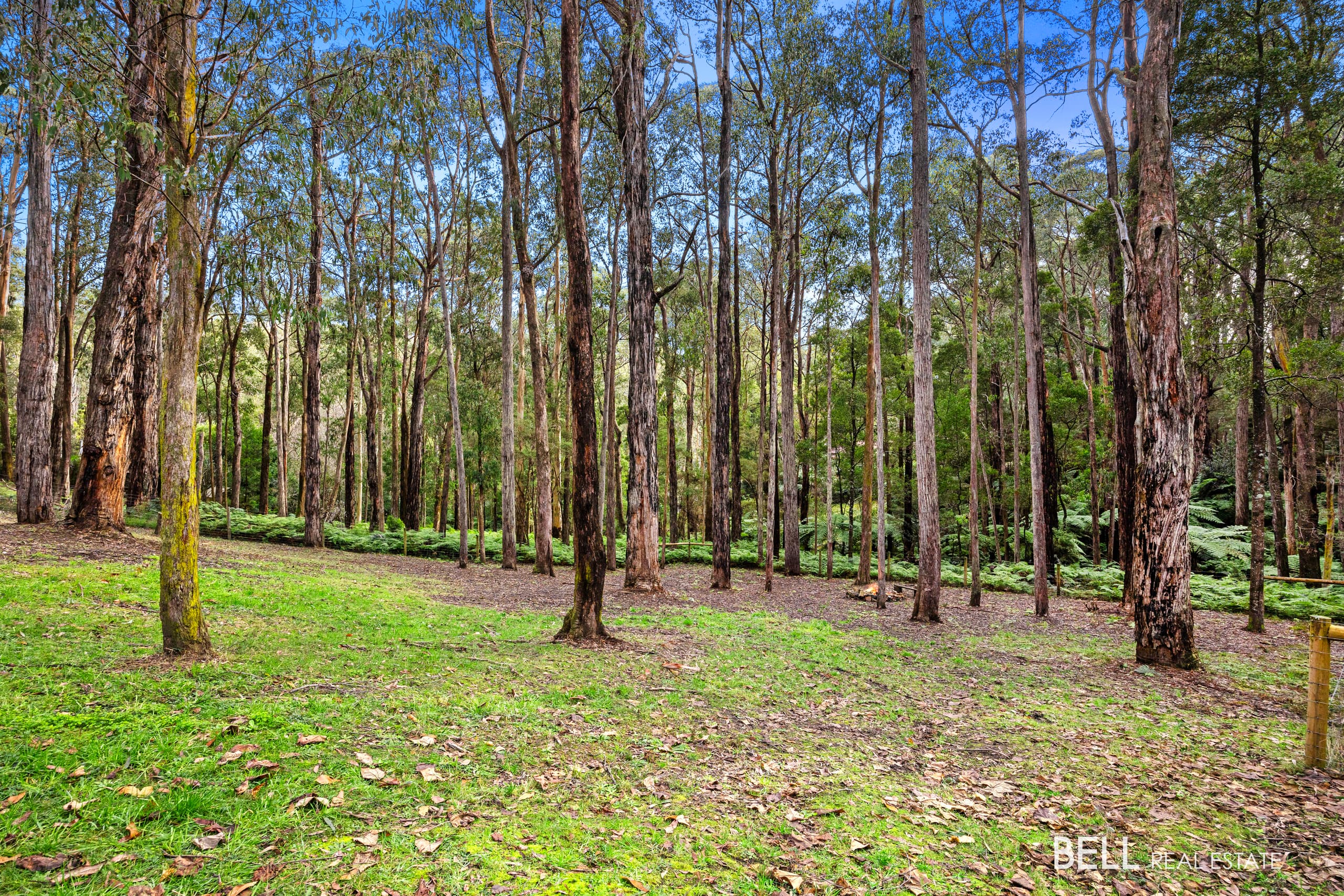15 Lyrebird Avenue, EAST WARBURTON, East Warburton - Thumbnail 4