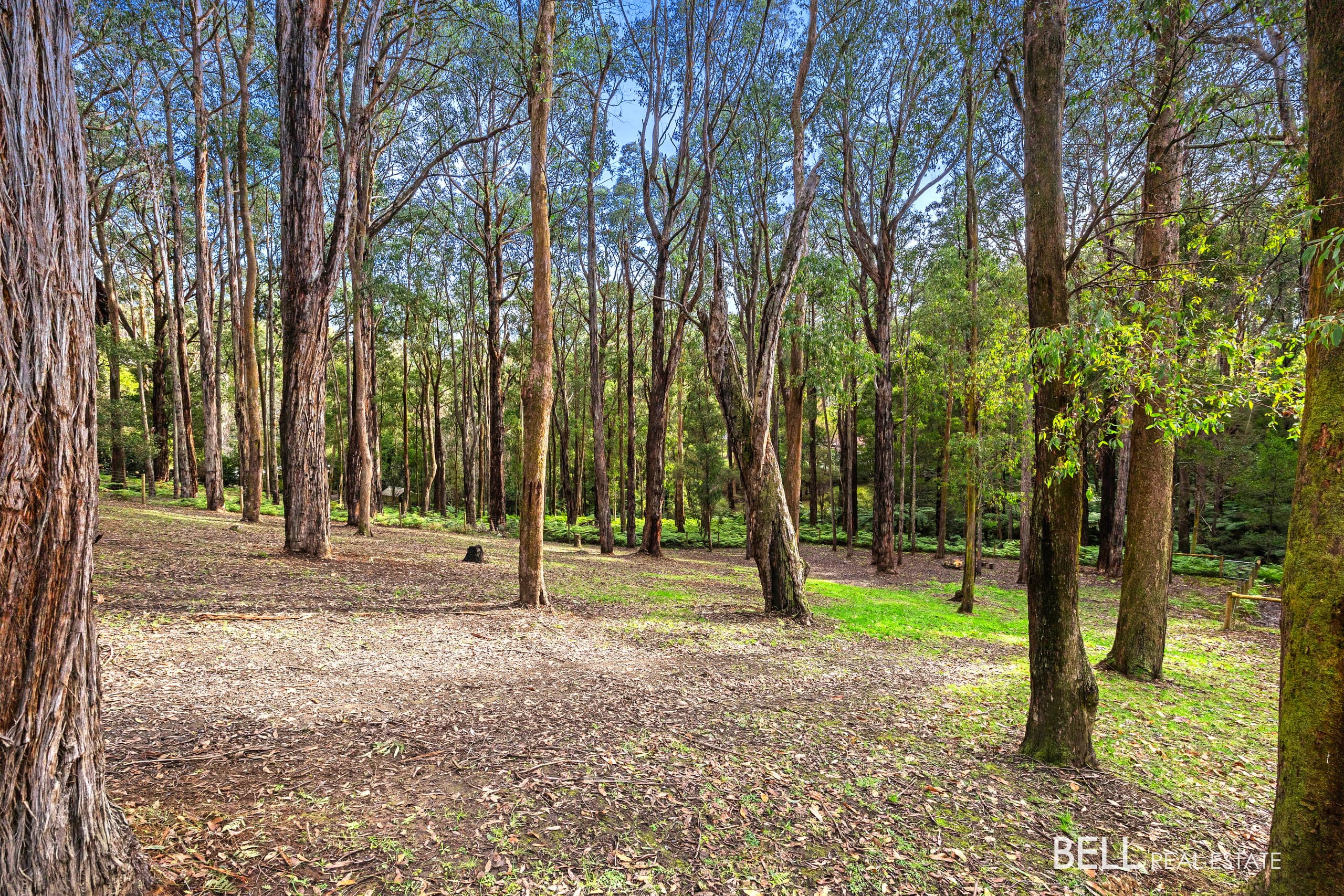 15 Lyrebird Avenue, EAST WARBURTON, East Warburton - Thumbnail 8