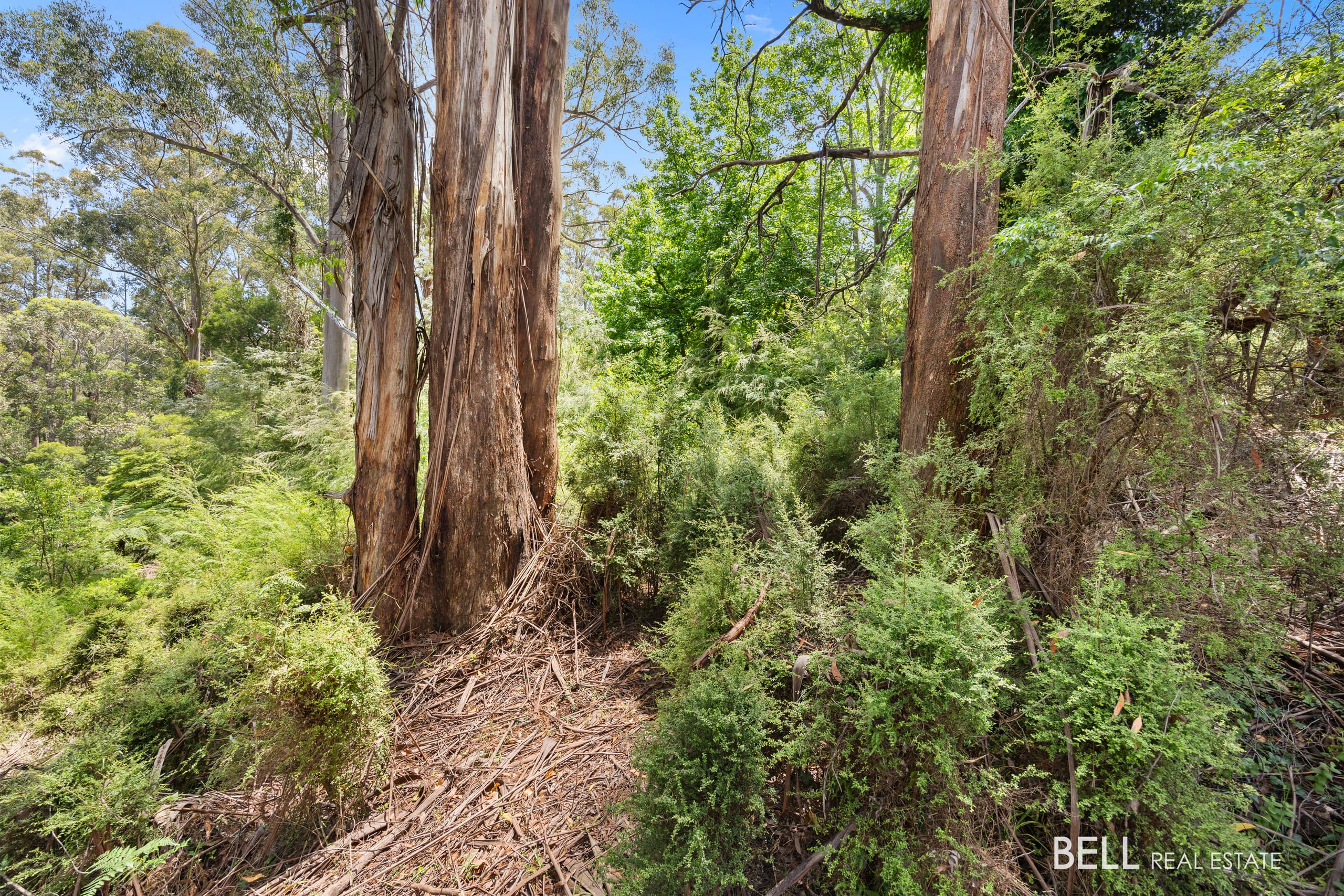 1 Essex Street, WARBURTON, Warburton - Image 1