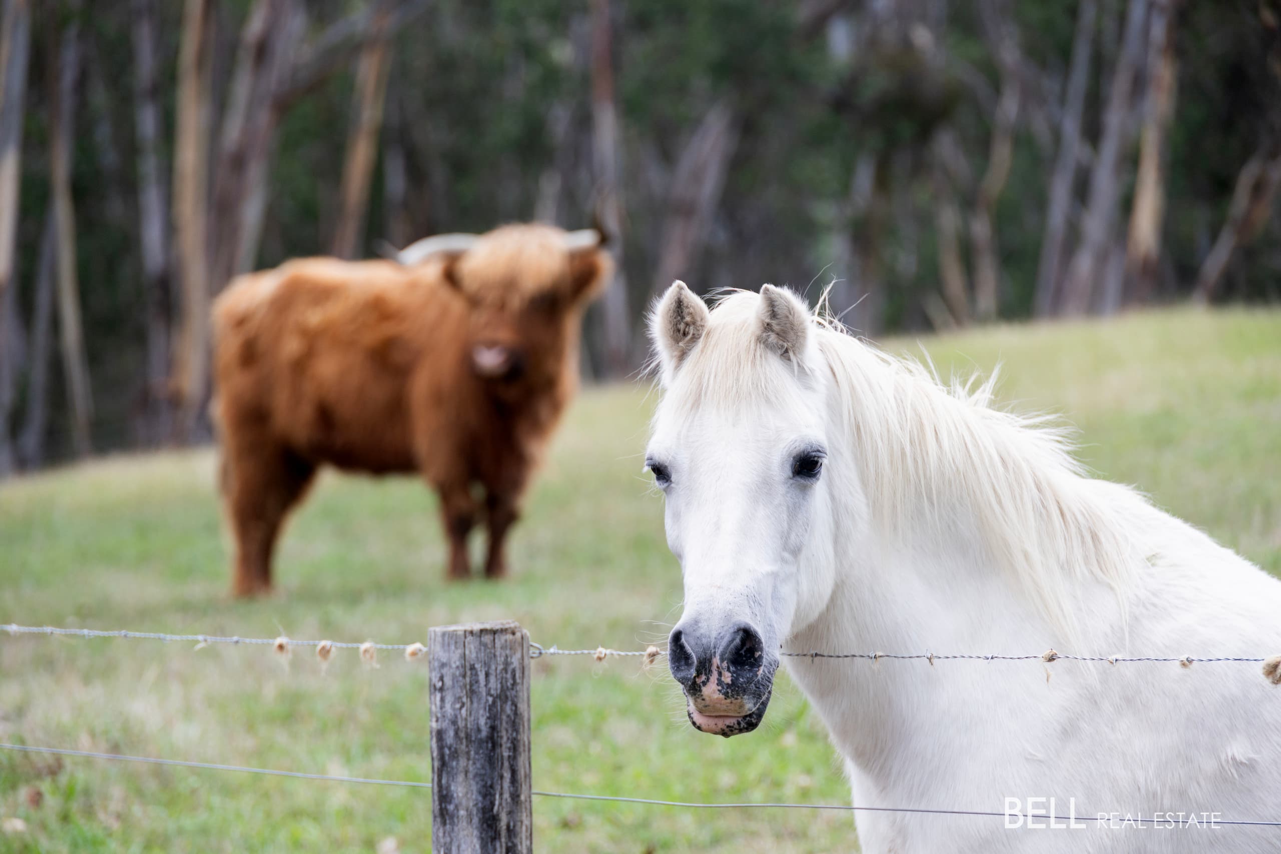 15 James Lane, HODDLES CREEK, Hoddles Creek - Thumbnail 4