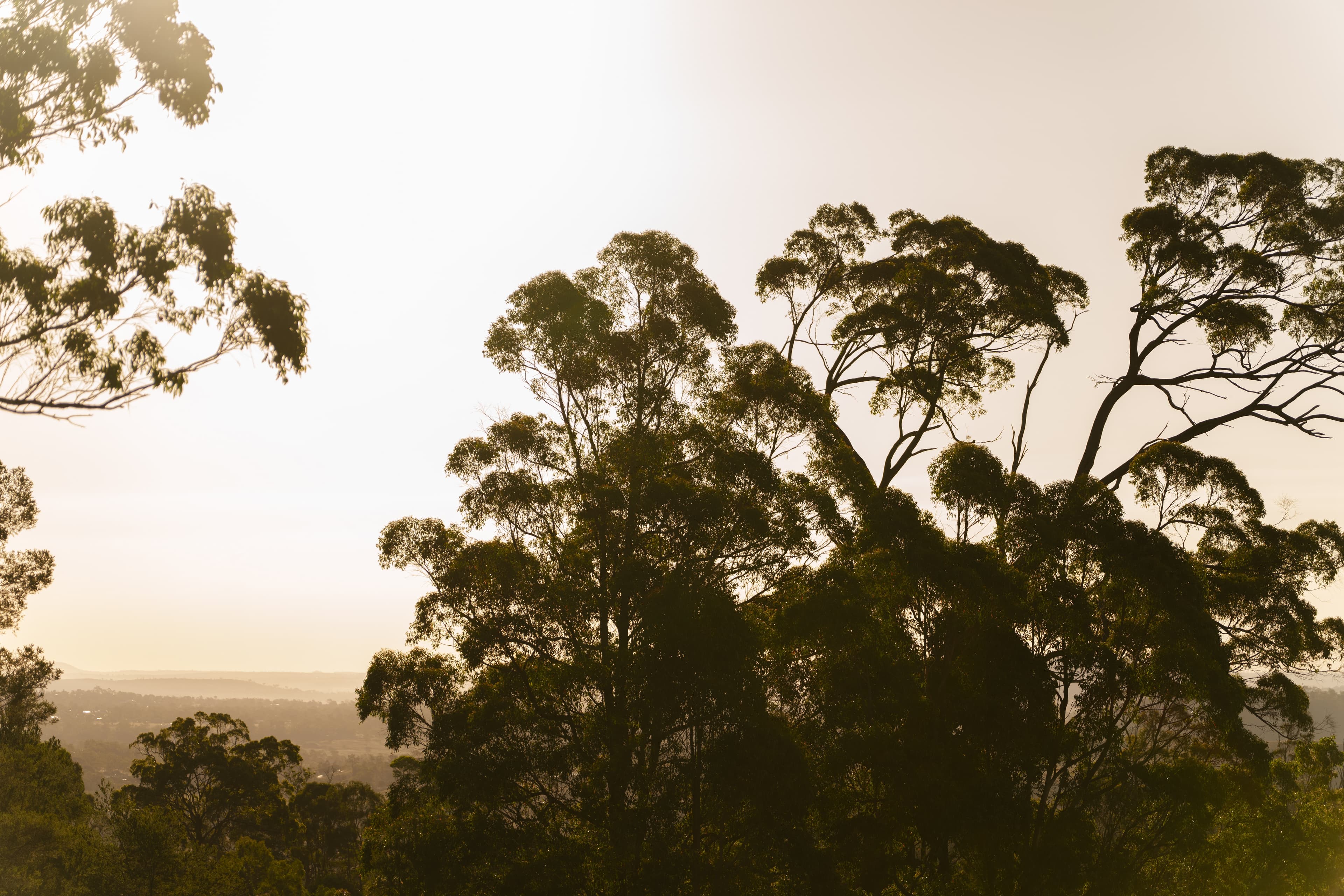 Lot 49 Habitat Mt Kynoch, Shuttlewood Court, Mount Kynoch - Thumbnail 7