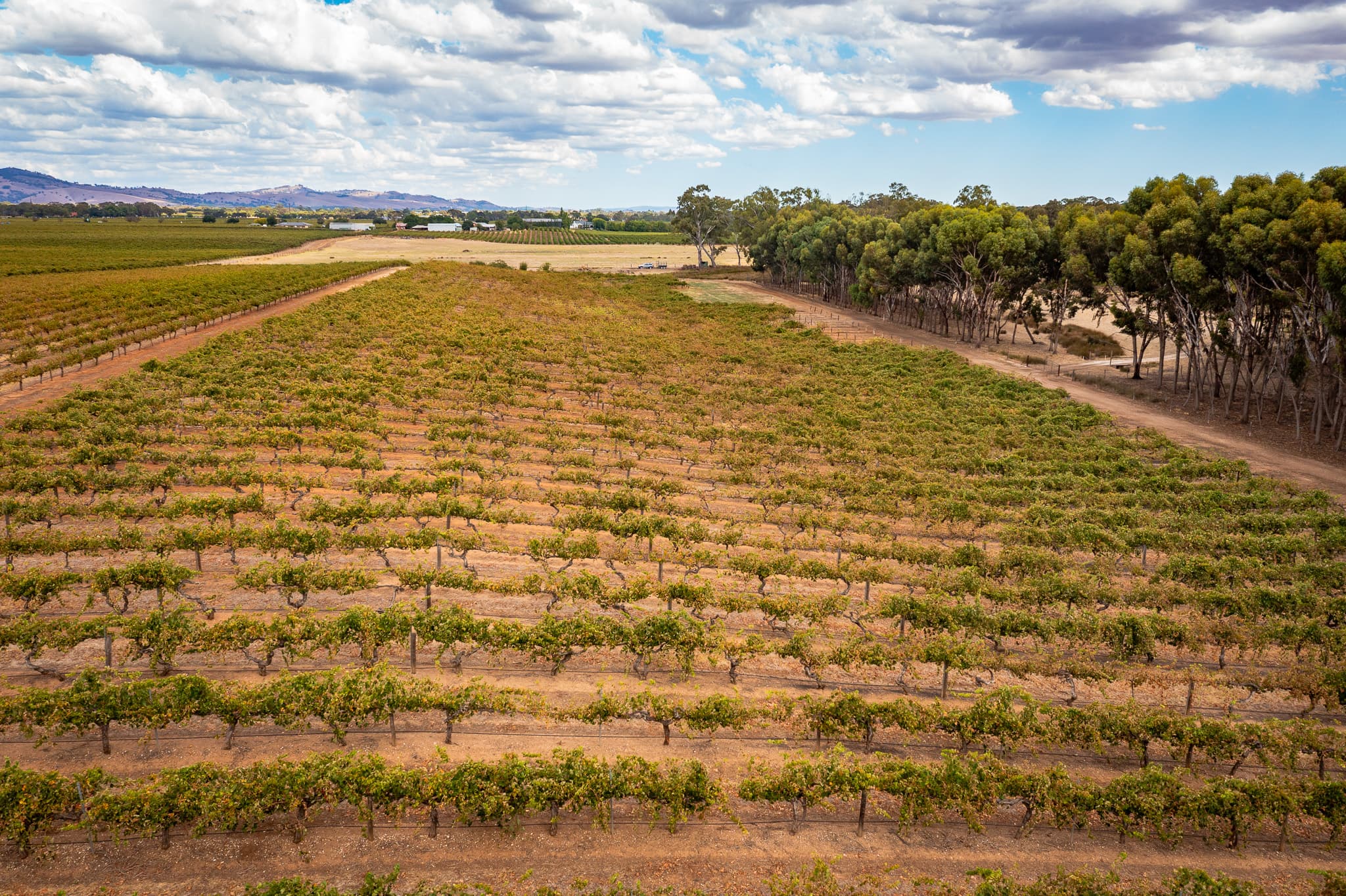 Lot 91 Nuraip Road, NURIOOTPA, Nuriootpa - Thumbnail 6