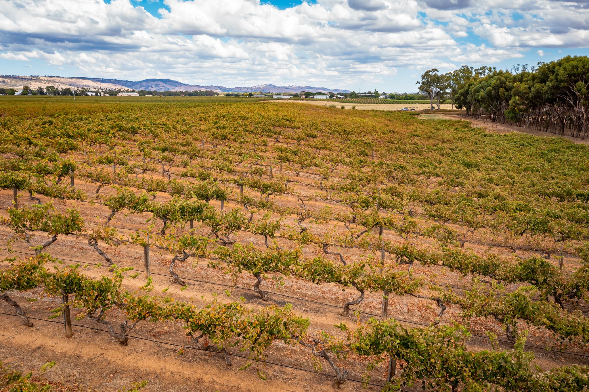 Lot 91 Nuraip Road, NURIOOTPA, Nuriootpa - Thumbnail 7