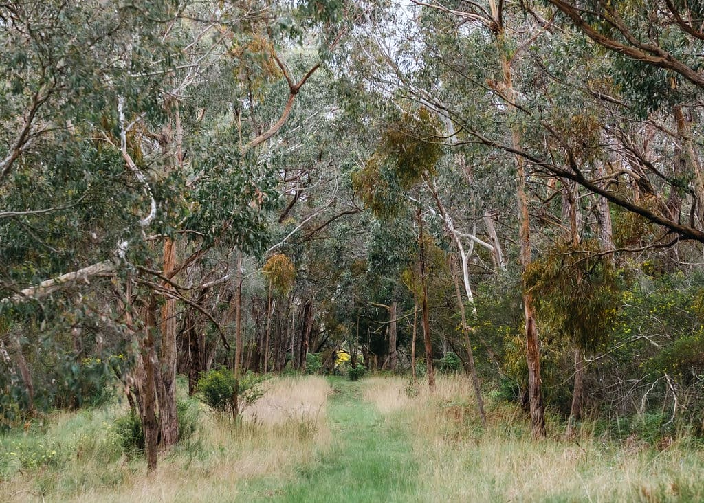 80 Coolart Road, TUERONG, Tuerong - Thumbnail 2