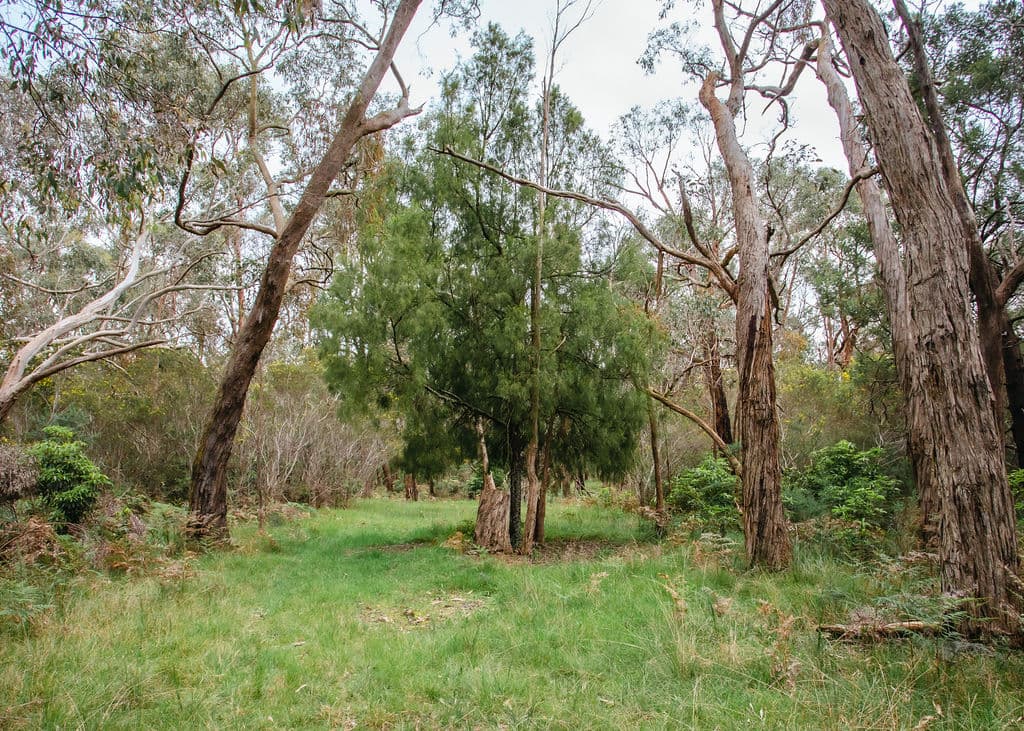 80 Coolart Road, TUERONG, Tuerong - Thumbnail 4