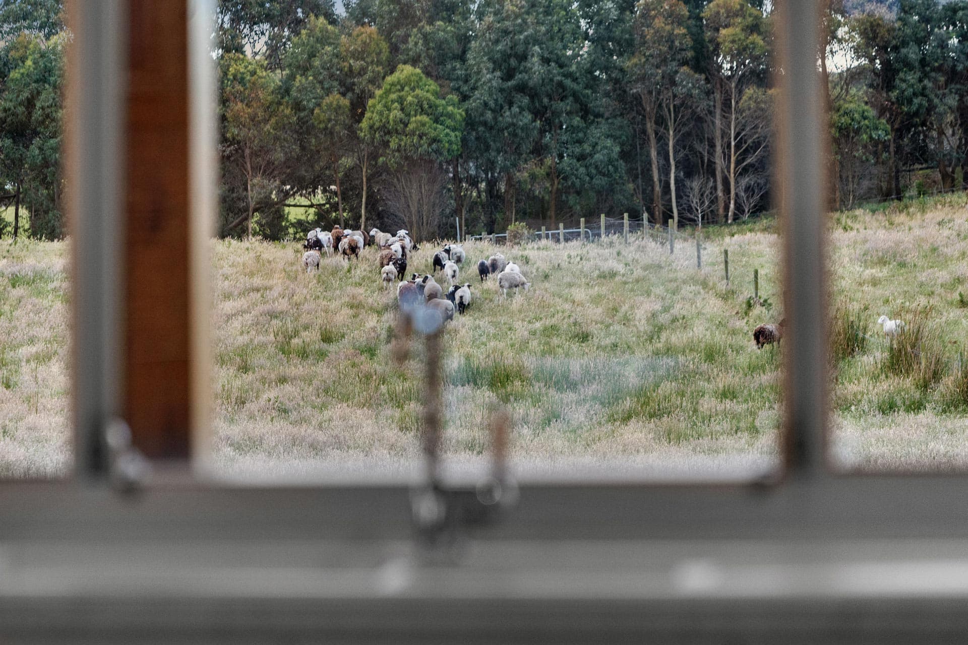 65 Long Point Road, CAPE SCHANCK, Cape Schanck - Thumbnail 6