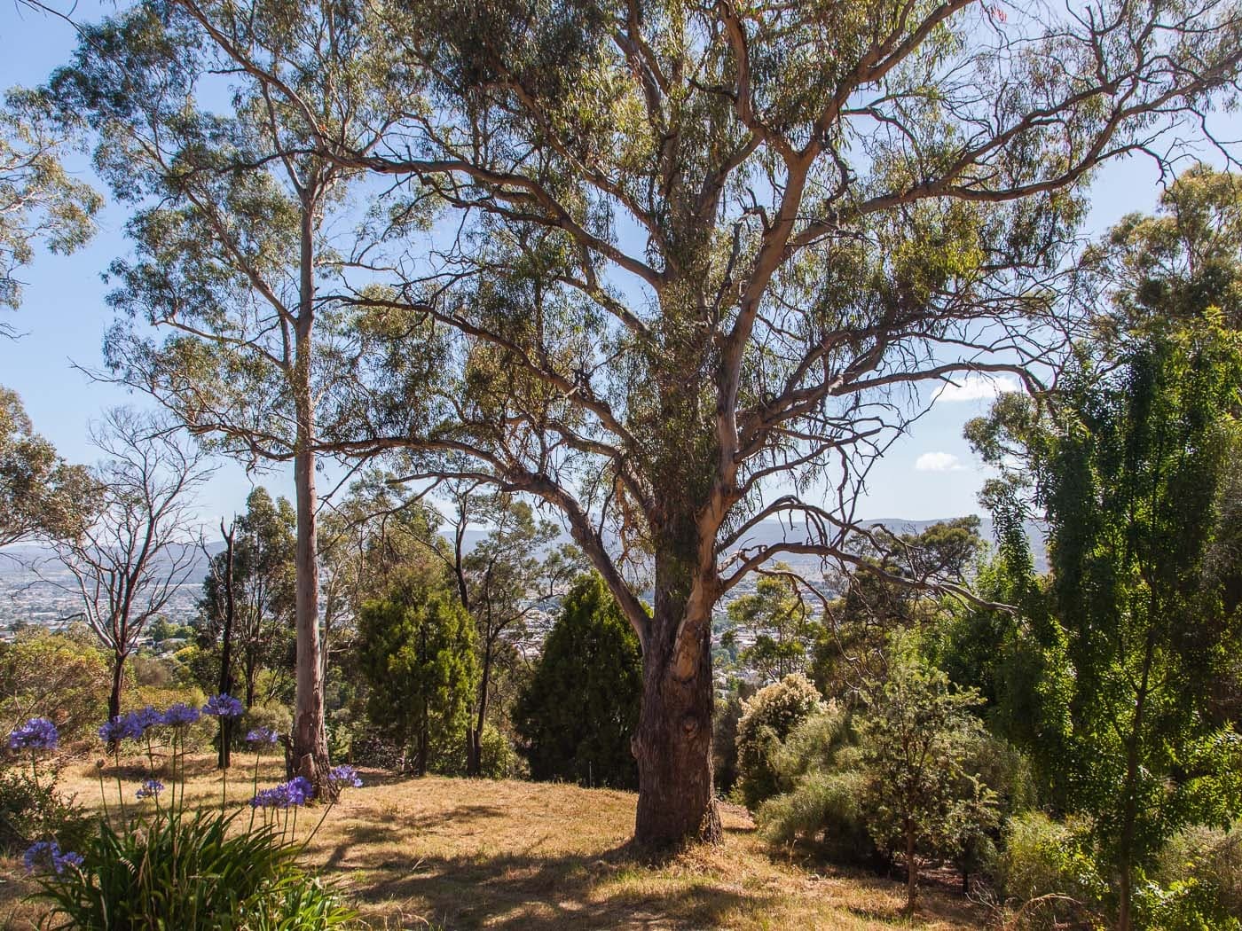 37 Wilhelmina Avenue, West Launceston, West Launceston - Thumbnail 3