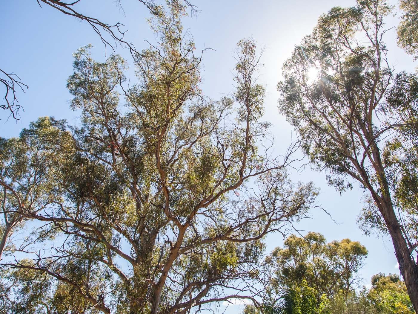 37 Wilhelmina Avenue, West Launceston, West Launceston - Thumbnail 4