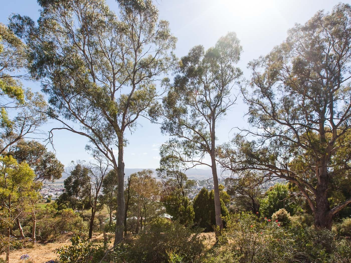 37 Wilhelmina Avenue, West Launceston, West Launceston - Thumbnail 5