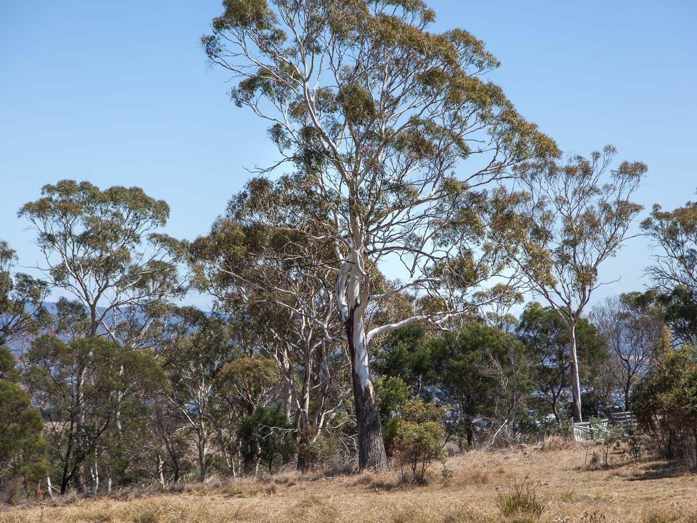 17 Escarpment Drive, St Leonards, St Leonards - Thumbnail 6