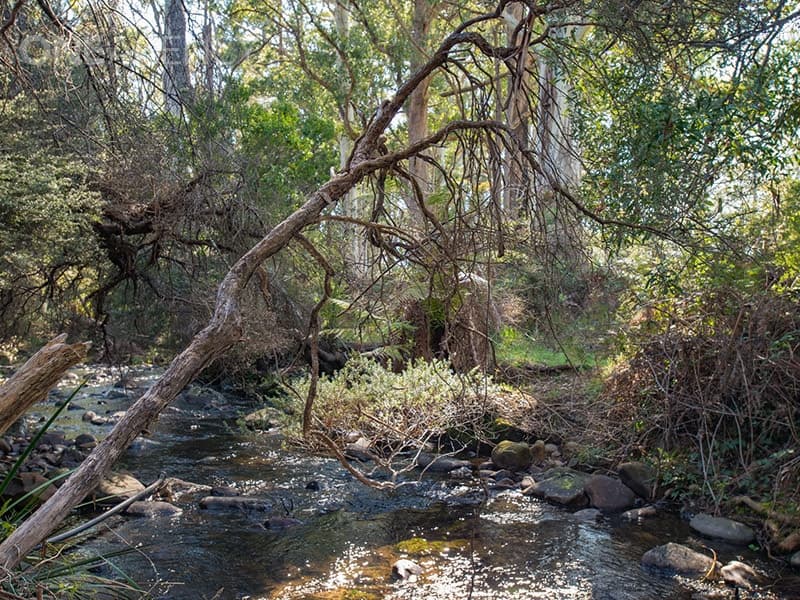 158 Hop Valley Road, Blackwood Creek, Blackwood Creek - Thumbnail 4