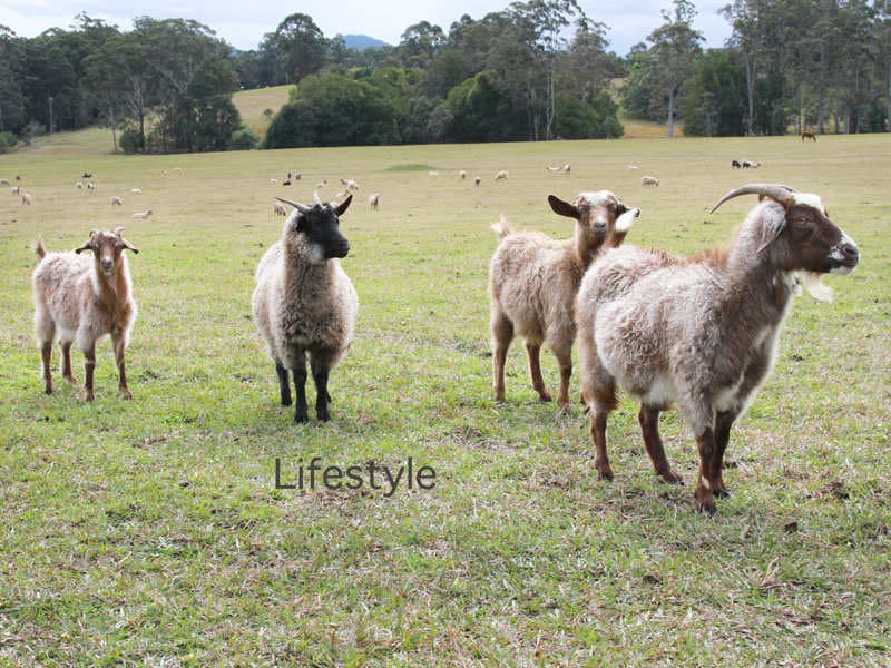 Lot 21 Butlers Road, Bonville, Bonville - Thumbnail 5