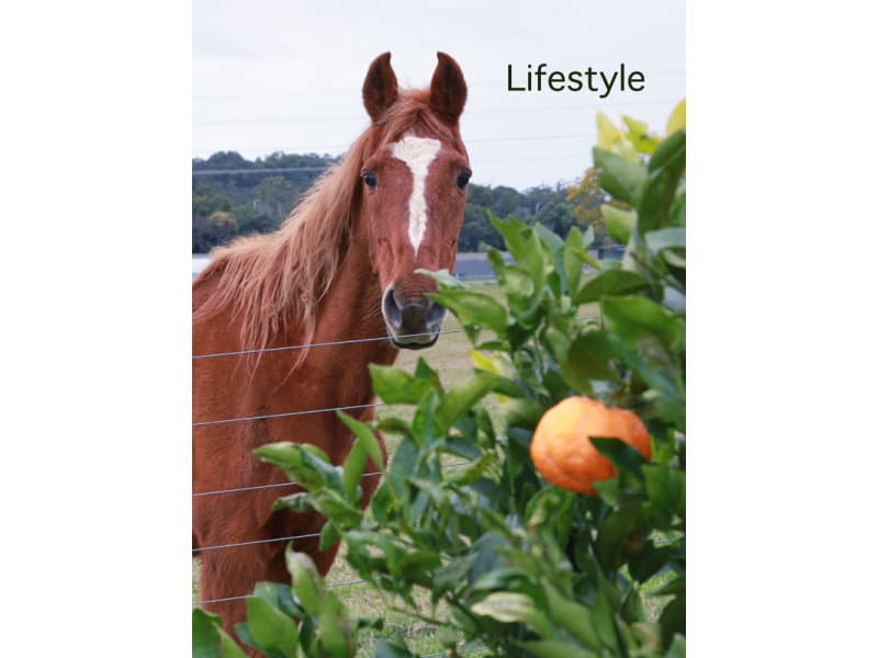 Lot 21 Butlers Road, Bonville, Bonville - Thumbnail 6
