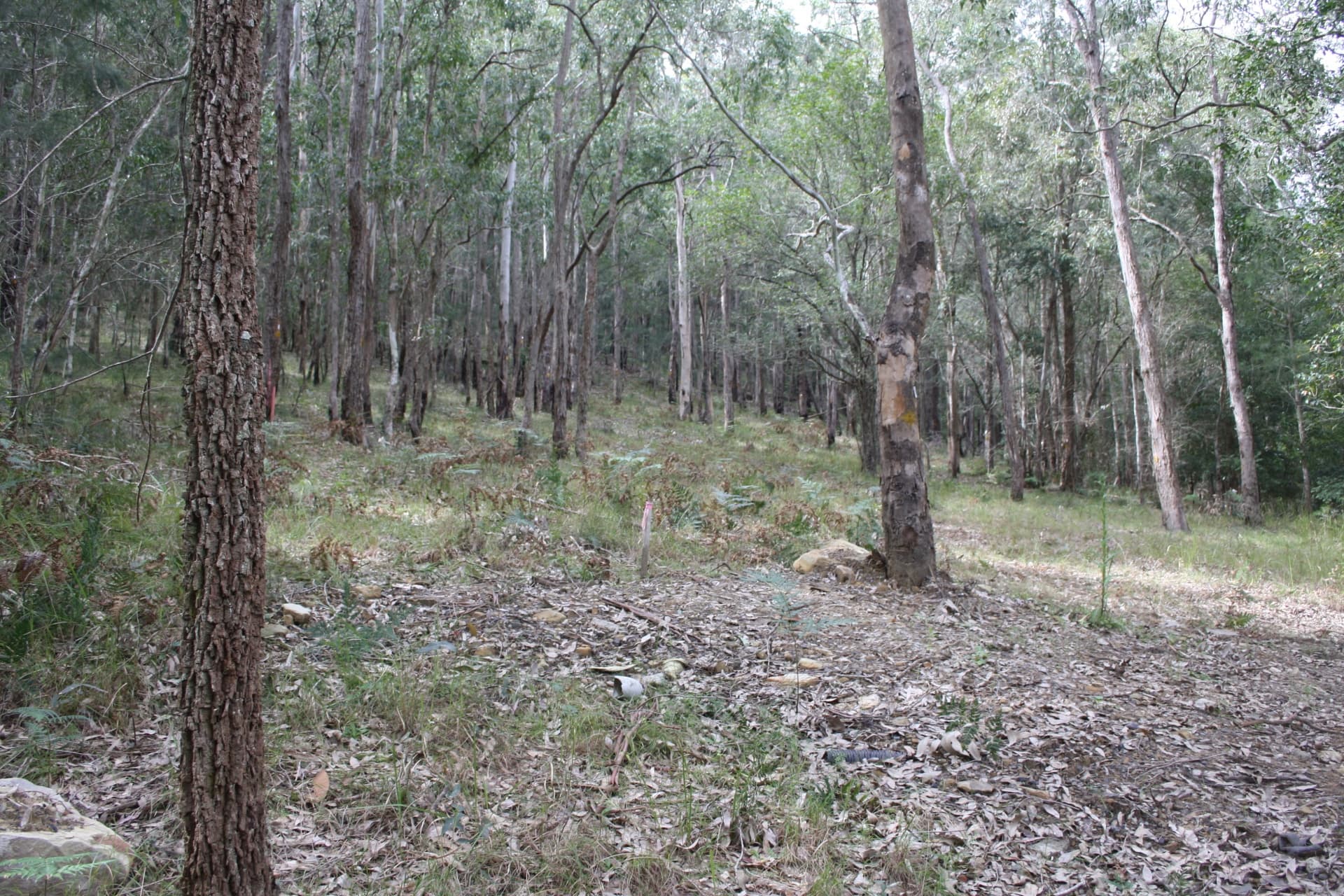 Lot 2 Blue Wren Lane, Wyong Creek, Wyong Creek - Thumbnail 3