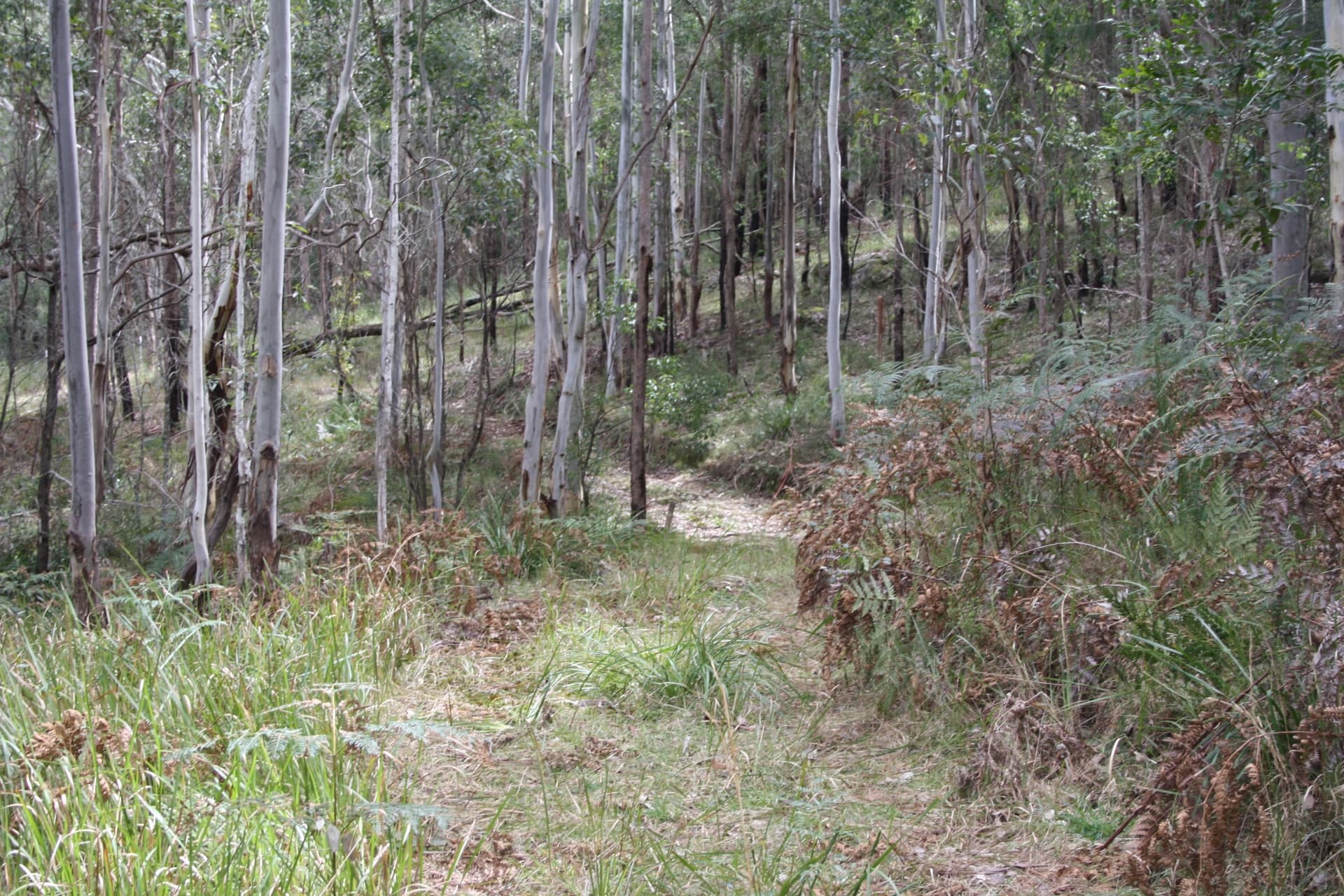 Lot 2 Blue Wren Lane, Wyong Creek, Wyong Creek - Thumbnail 4