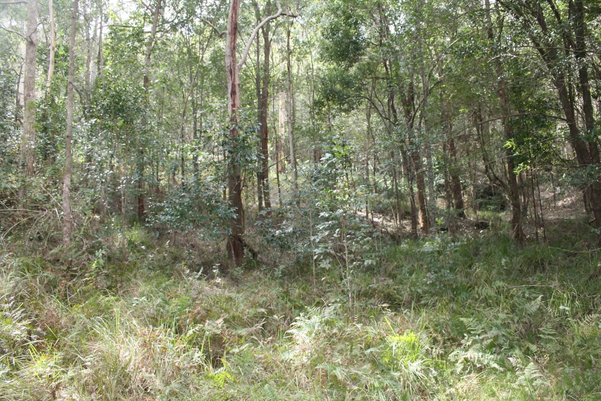 Lot 2 Blue Wren Lane, Wyong Creek, Wyong Creek - Thumbnail 6