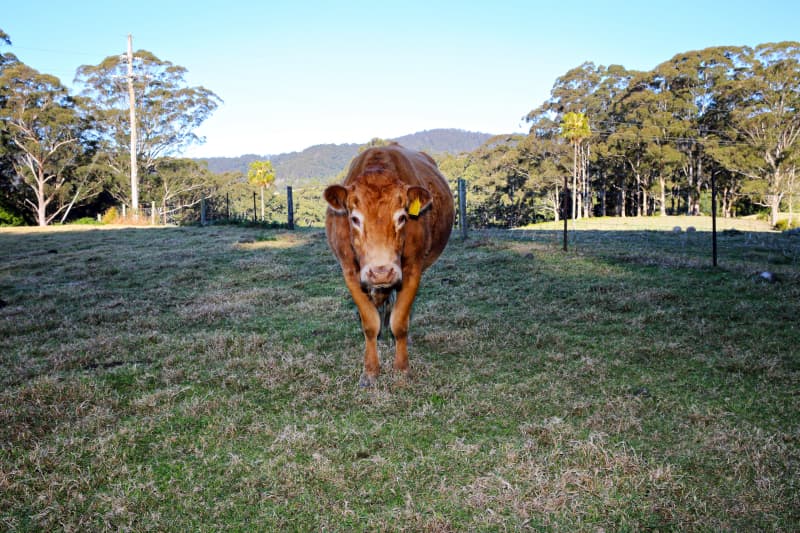 1045C Moss Vale Road, Kangaroo Valley, Kangaroo Valley - Thumbnail 4