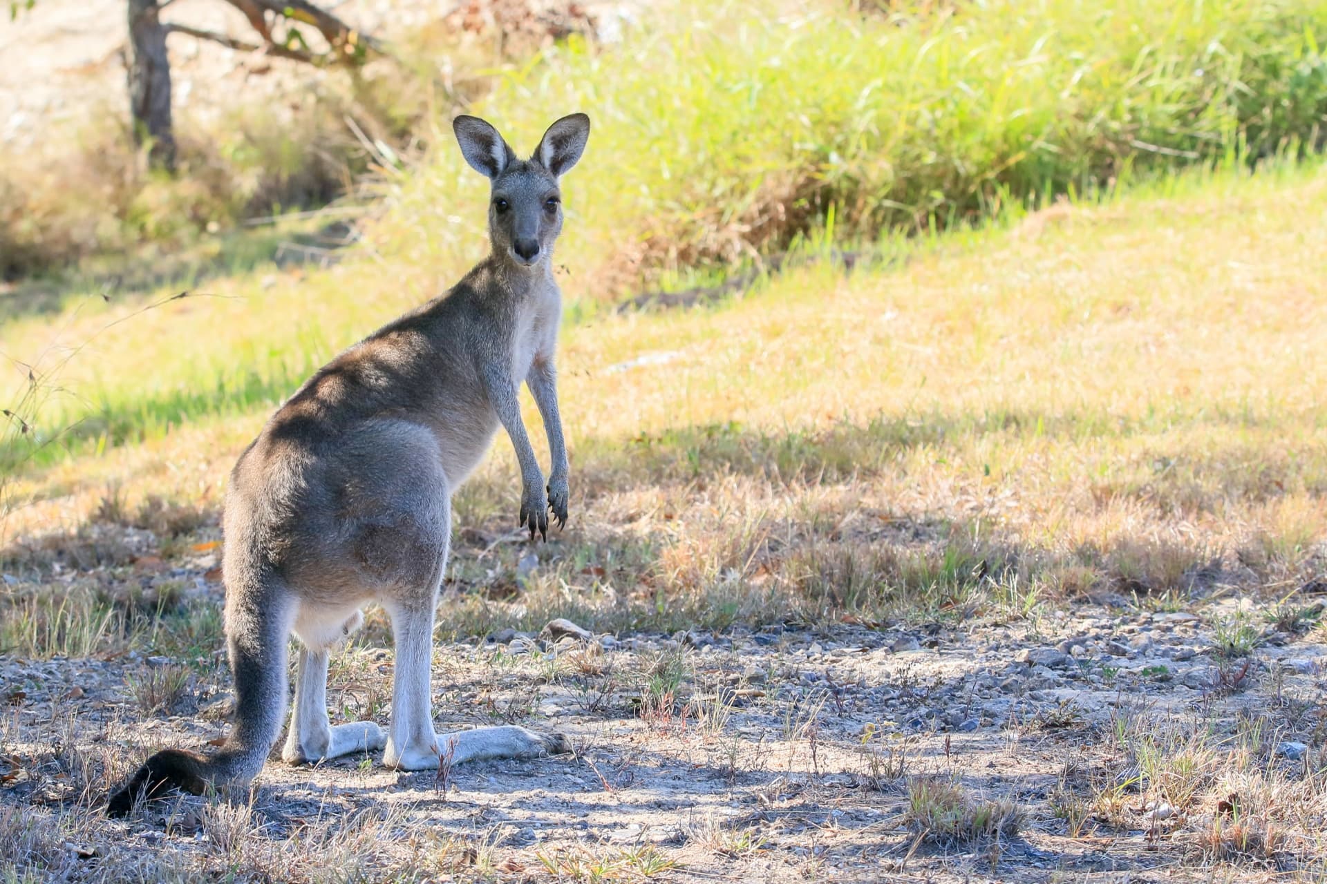 38 Musgrave Drive, Yandina Creek, Yandina Creek - Thumbnail 6