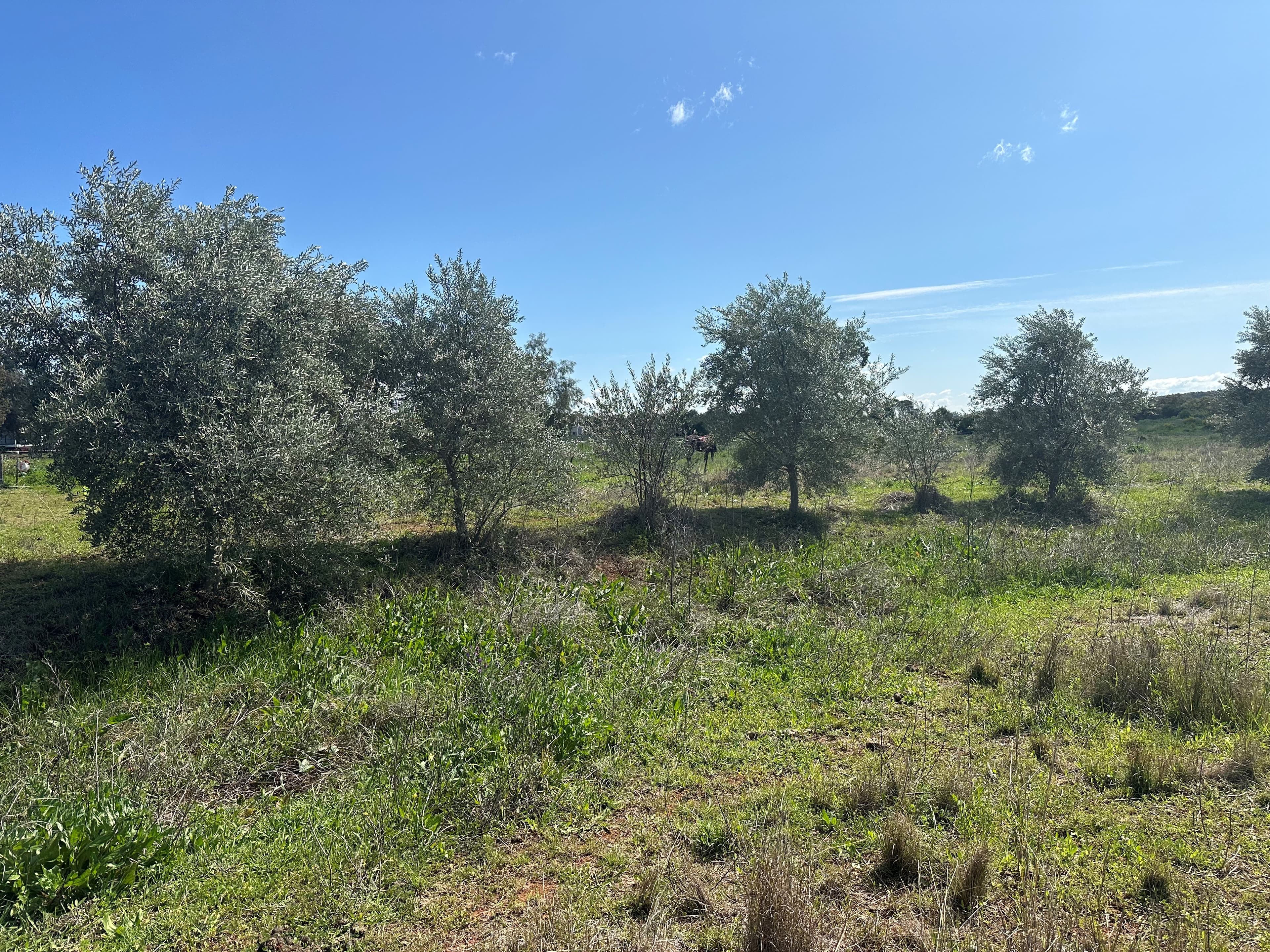 10 Galway Avenue, Gunnedah, Gunnedah - Thumbnail 5