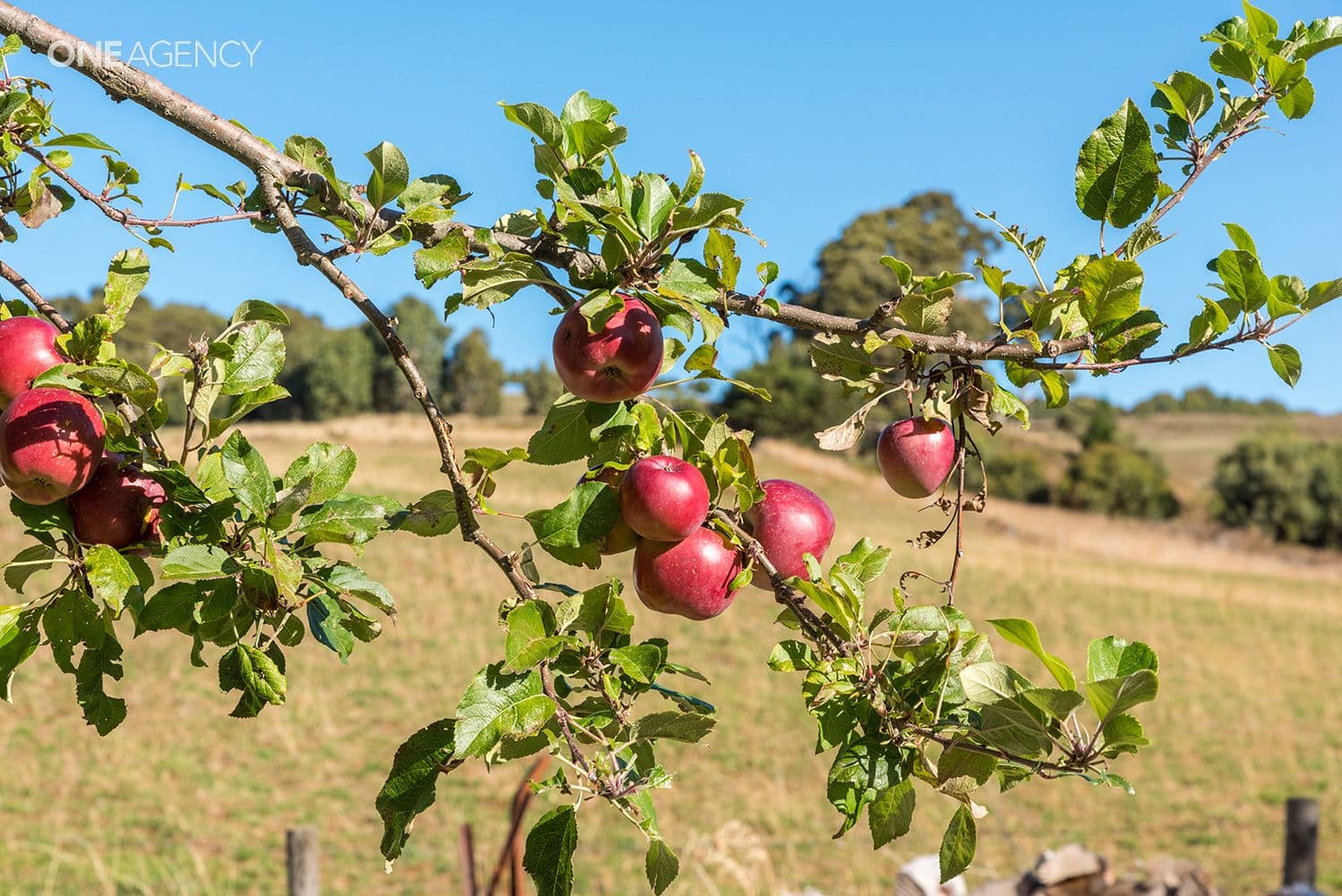 1289 Murchison Highway, Yolla, Yolla - Thumbnail 2