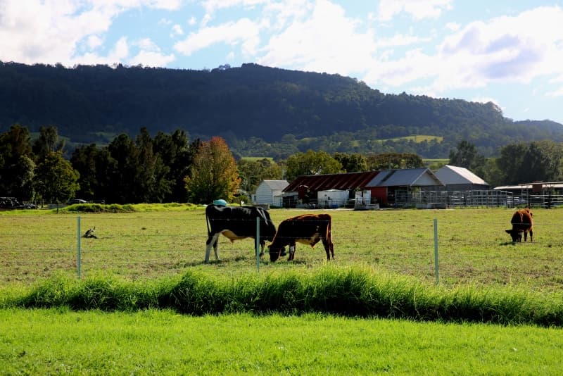10 Lamonds Lane, Meroo Meadow, Meroo Meadow - Thumbnail 2