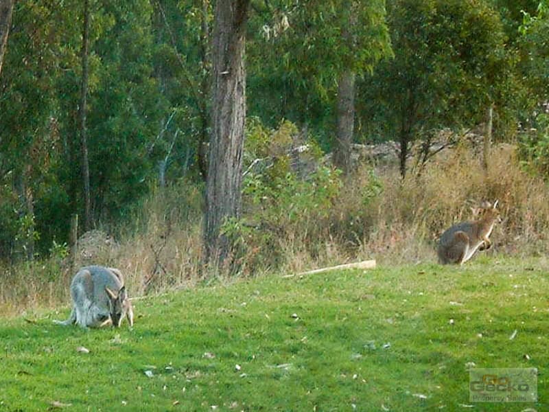 11 Annie Hedge Court, Closeburn, Closeburn - Thumbnail 8