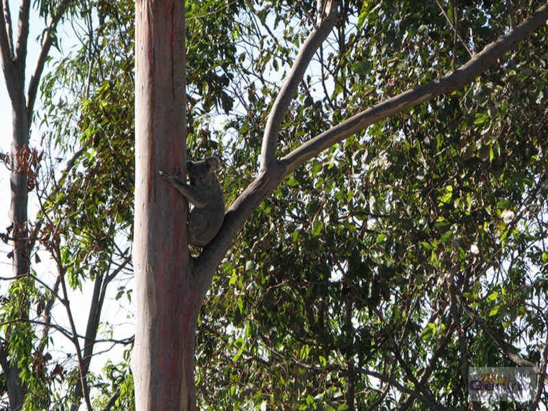 11 Annie Hedge Court, Closeburn, Closeburn - Image 1