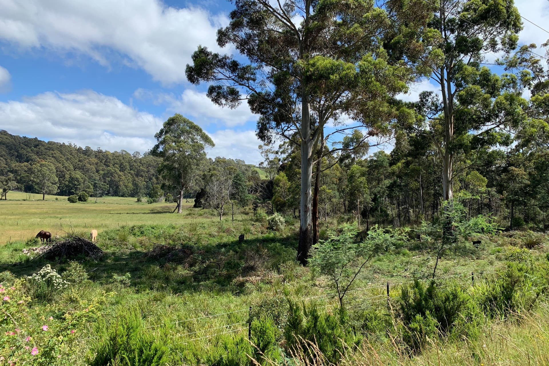 124 Foster Street, Railton, Railton - Thumbnail 3