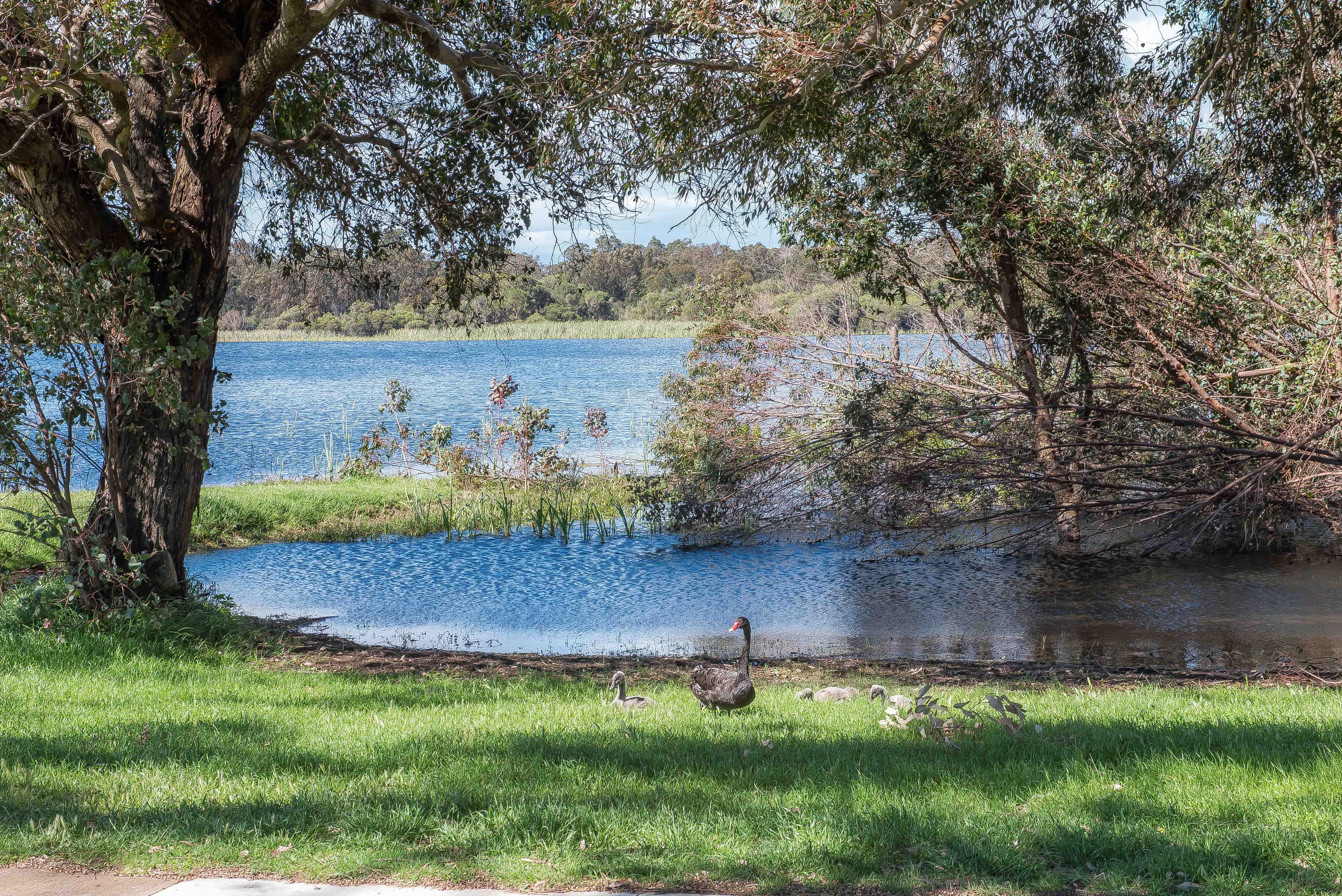 13 Stoneman Street, Karrinyup, Karrinyup - Thumbnail 2