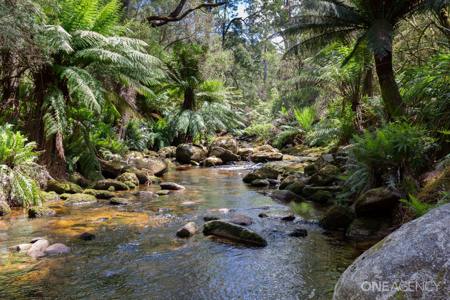 27464 Tasman Highway, Goulds Country, Goulds Country - Thumbnail 2