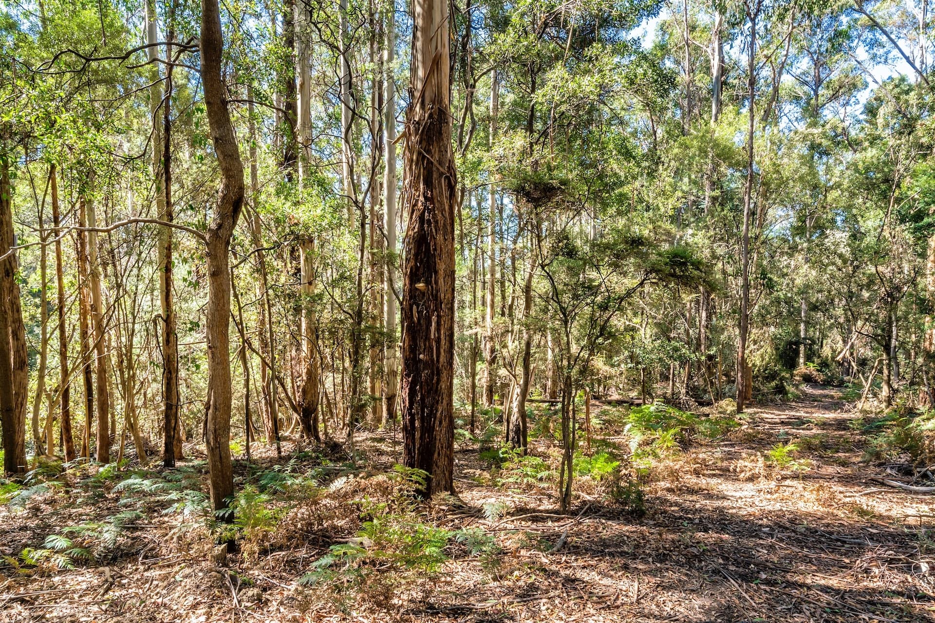 Lot 1 Allison Road, North Motton, North Motton - Thumbnail 6
