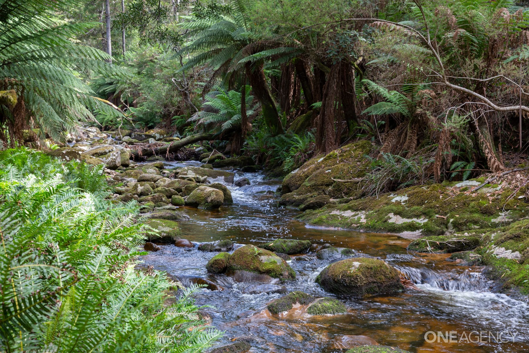 27466 Tasman Highway, Goulds Country, Goulds Country - Thumbnail 3