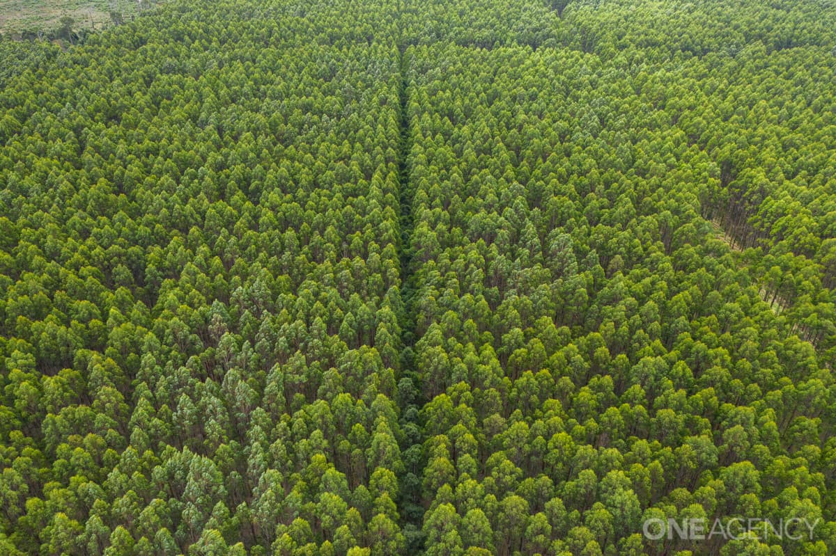 418 Armstrong Road, Roger River, Roger River - Thumbnail 3