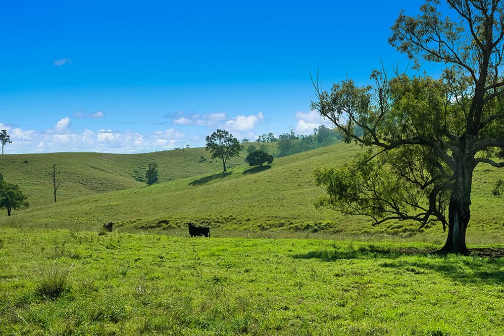 1620 Bingleburra Road, East Gresford, East Gresford - Thumbnail 2