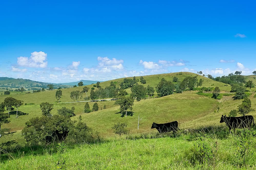 1620 Bingleburra Road, East Gresford, East Gresford - Thumbnail 6