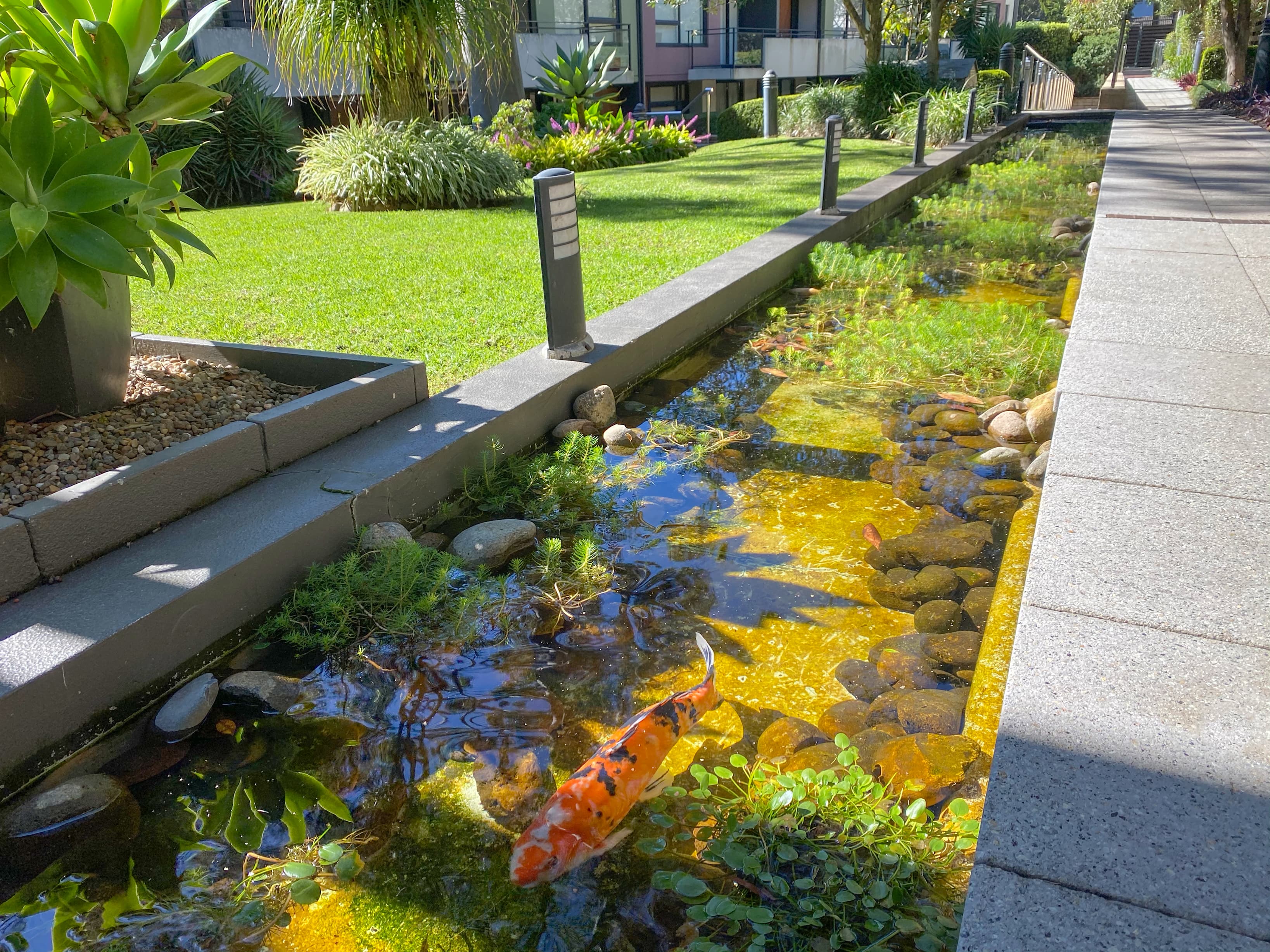 203/2-4 Darley Street, Forestville, Forestville - Thumbnail 6