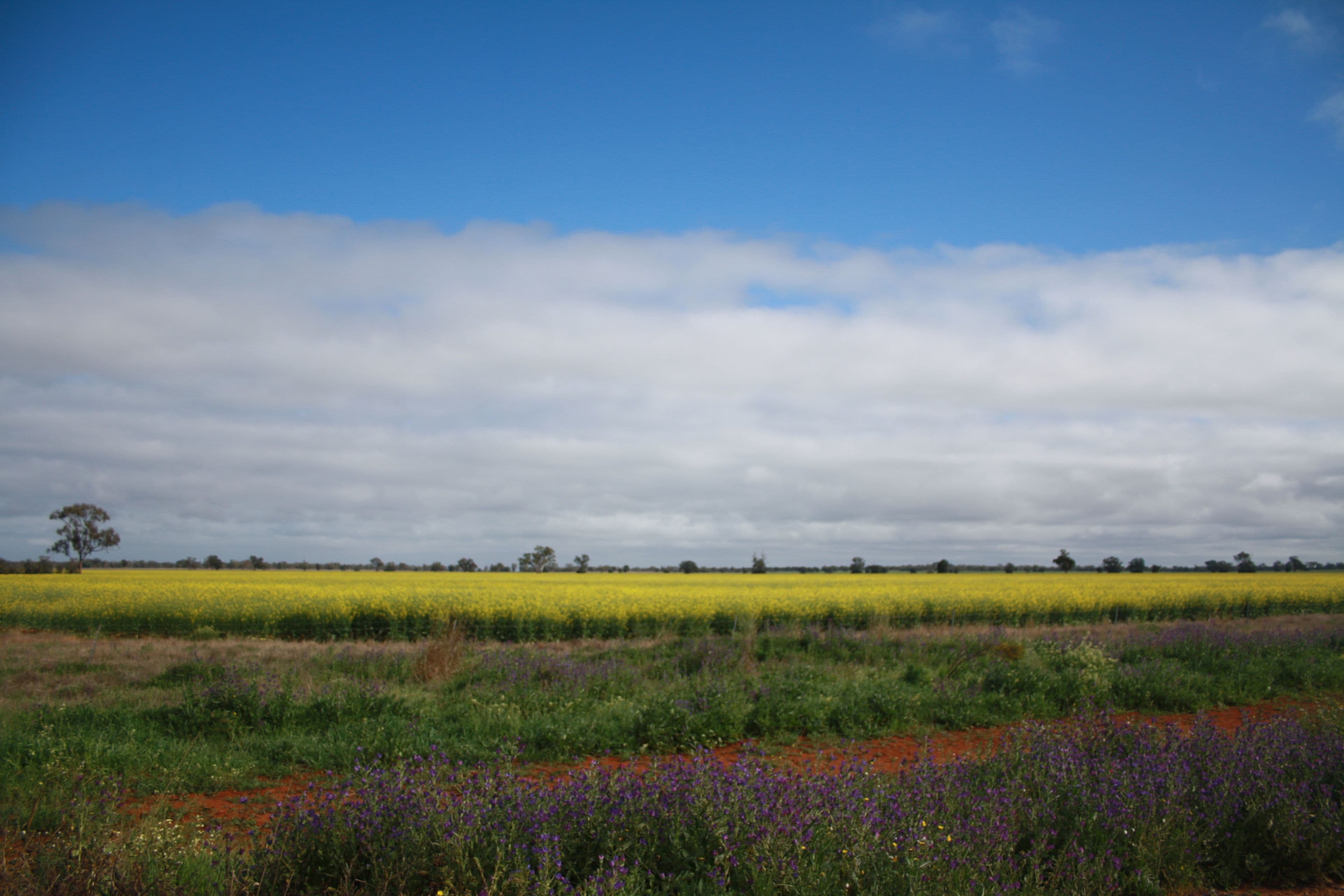 21 Illewong Street, Euabalong West, Euabalong West - Thumbnail 4