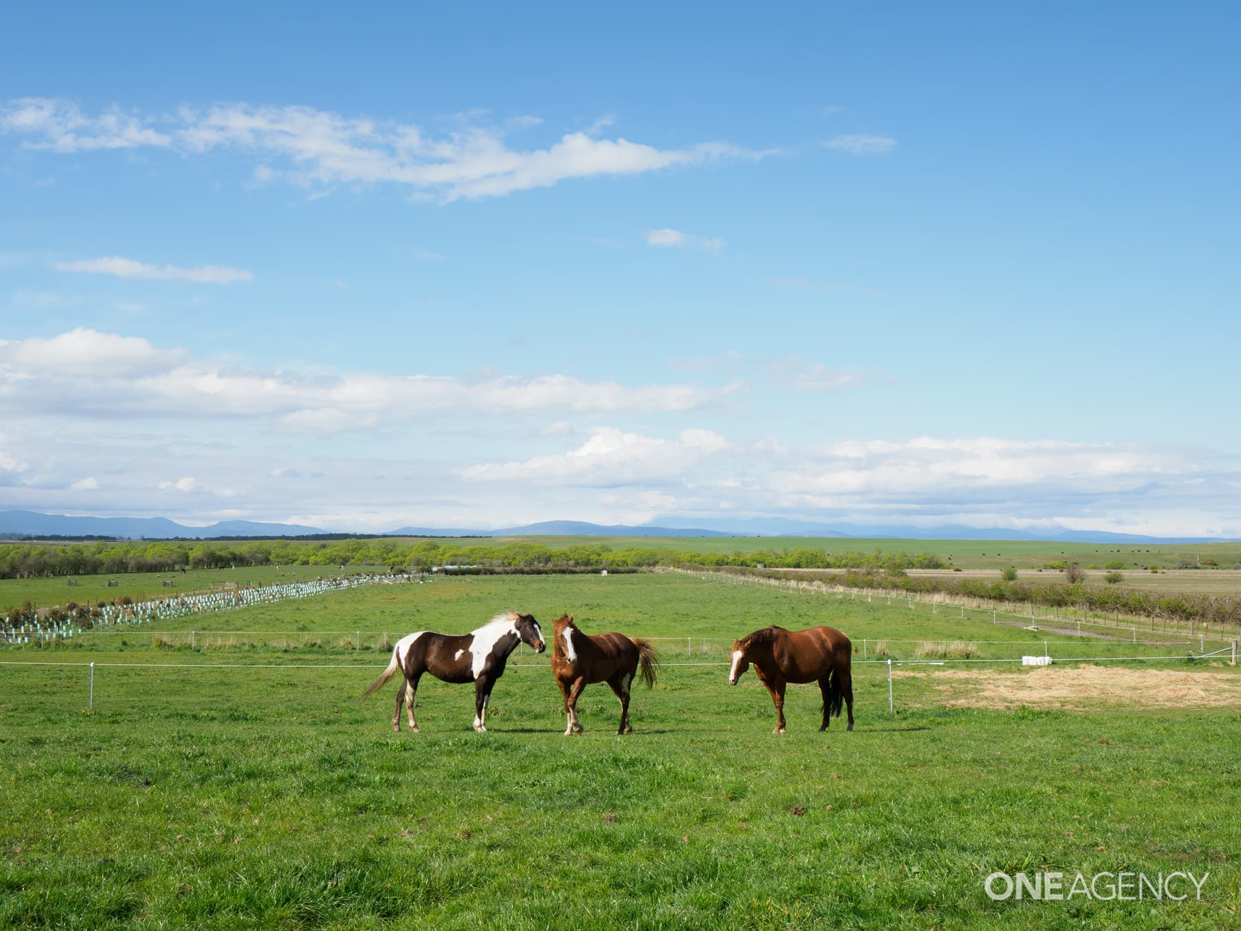 32 Swan Avenue, Longford, Longford - Thumbnail 7
